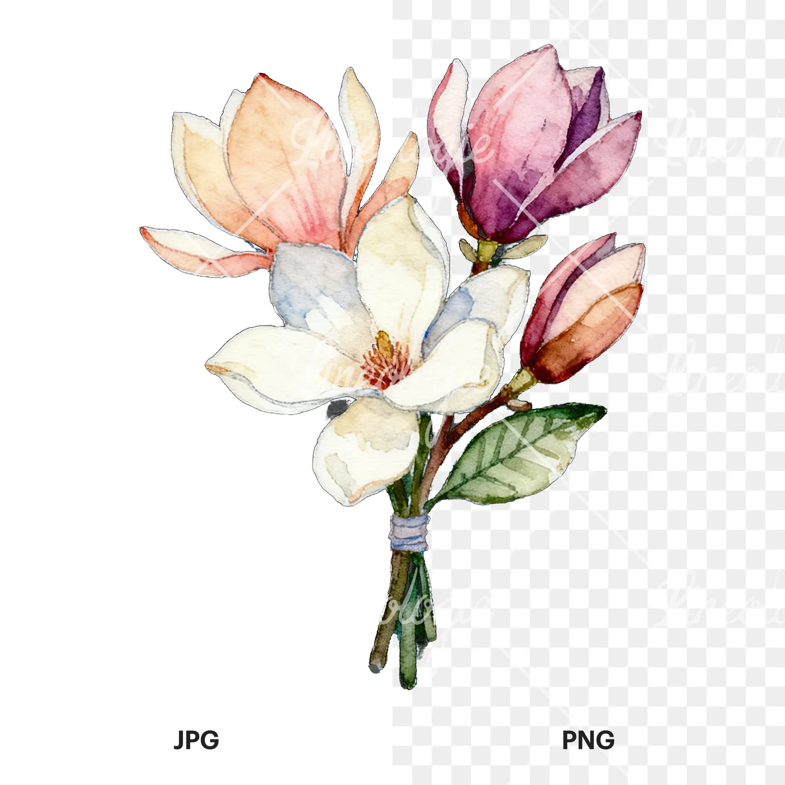 Watercolor purple and white magnolia bouquet clipart 2 of 9, as a JPG on white and a transparent PNG