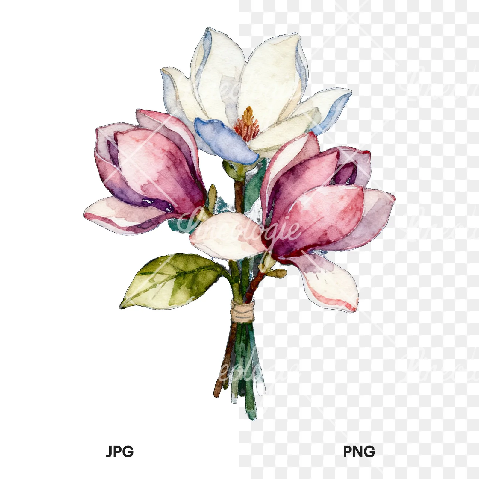 Watercolor purple and white magnolia bouquet clipart 5 of 9, as a JPG on white and a transparent PNG