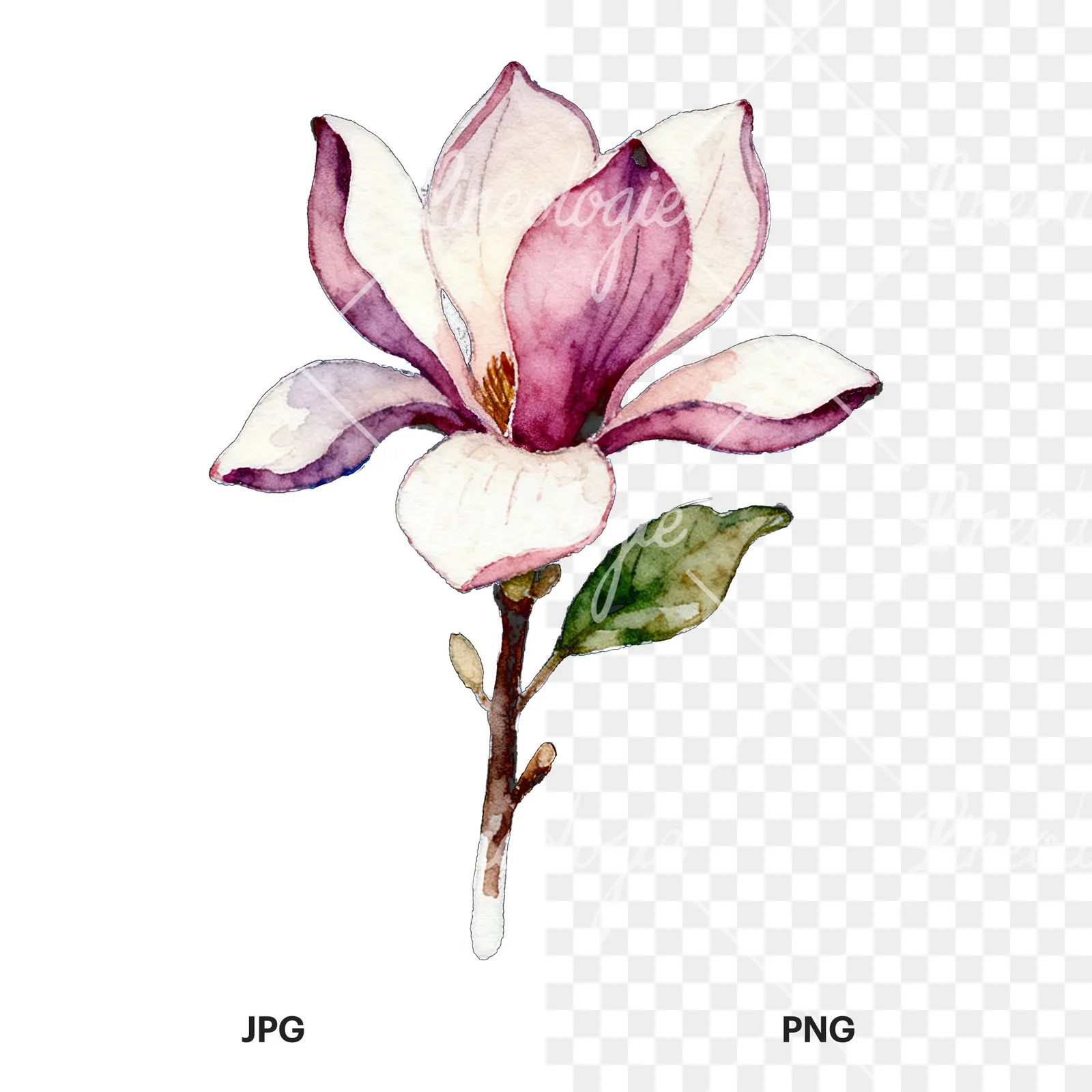 Watercolor purple and white magnolia bouquet clipart 7 of 9, as a JPG on white and a transparent PNG