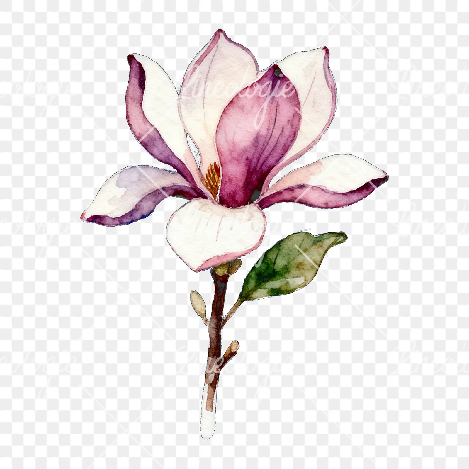Watercolor purple and white magnolia bouquet clipart 7 of 9 on a transparent background (PNG)