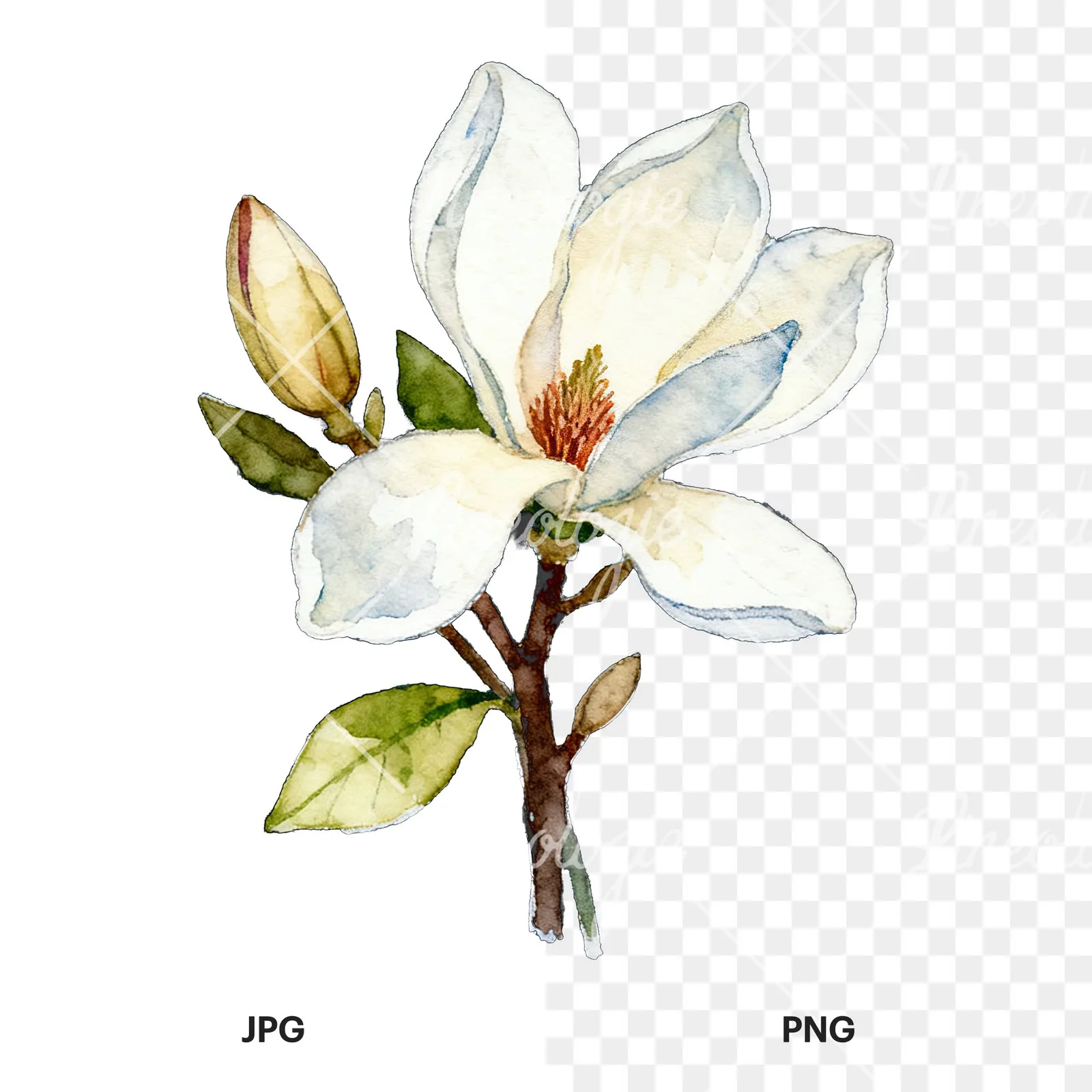 Watercolor purple and white magnolia bouquet clipart 8 of 9, as a JPG on white and a transparent PNG