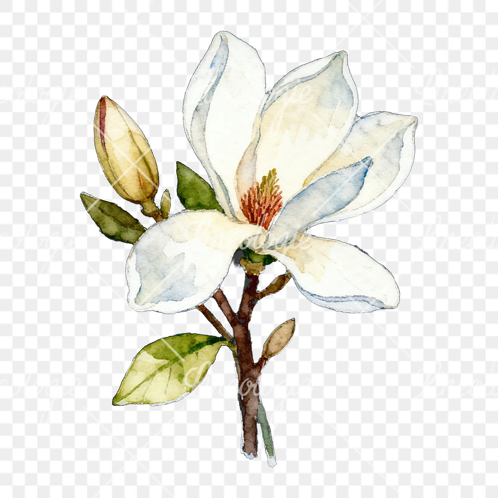 Watercolor purple and white magnolia bouquet clipart 8 of 9 on a transparent background (PNG)