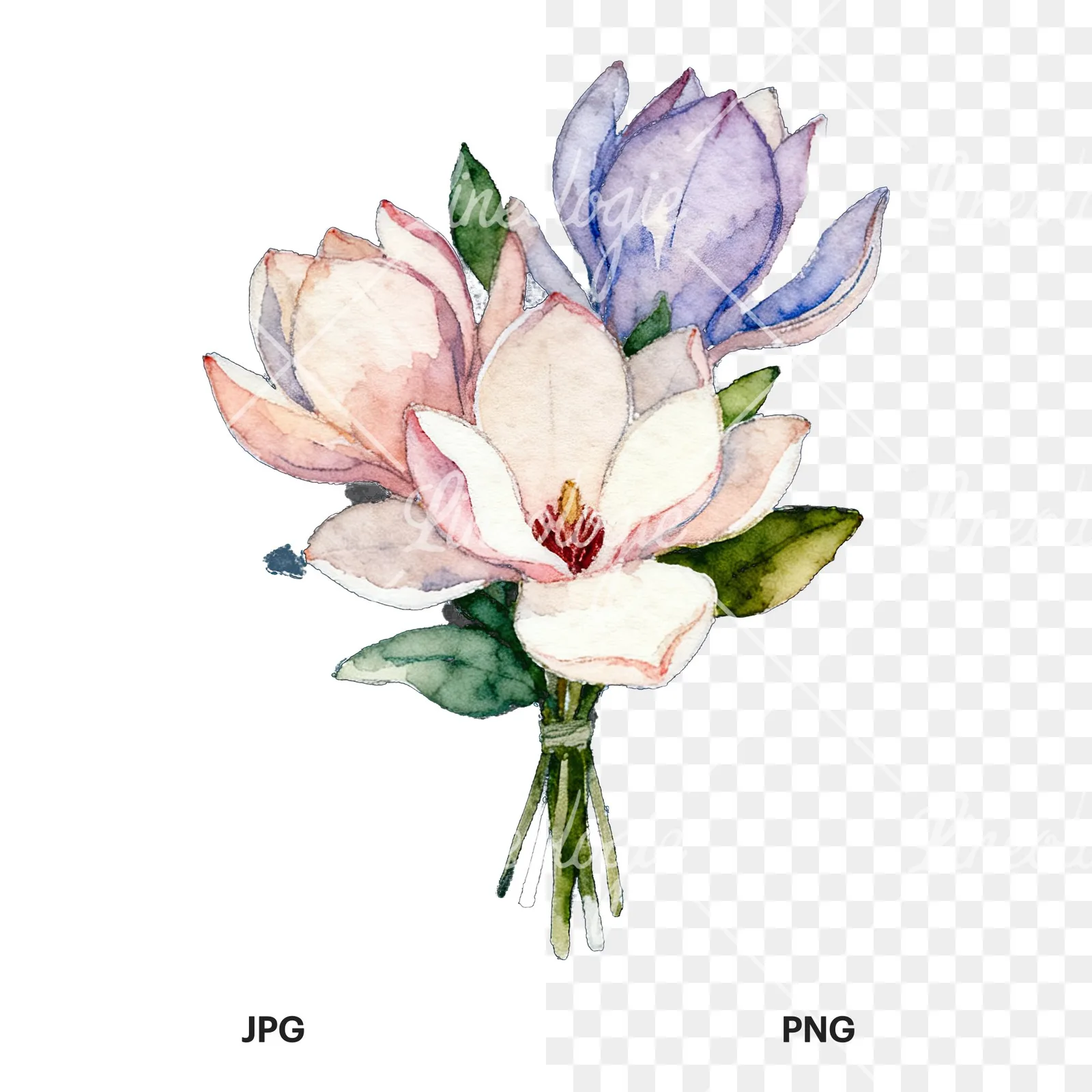 Watercolor purple and white magnolia bouquet clipart 9 of 9, as a JPG on white and a transparent PNG