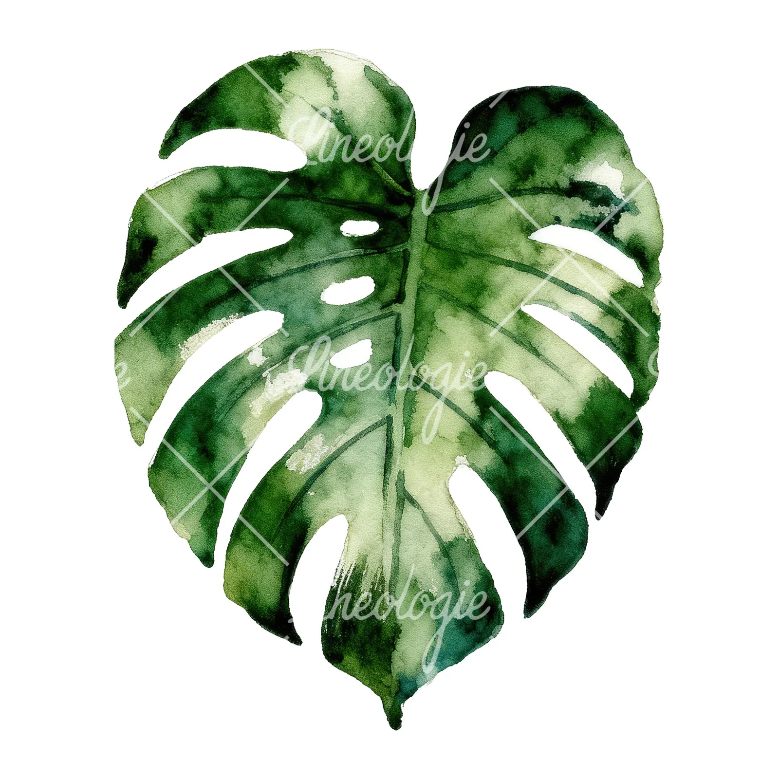 Watercolor variegated monstera leaf clipart 1 of 9 on a white background (JPG)
