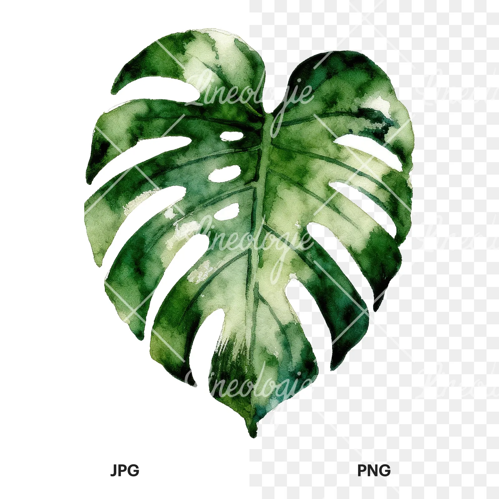 Watercolor variegated monstera leaf clipart 1 of 9, as a JPG on white and a transparent PNG