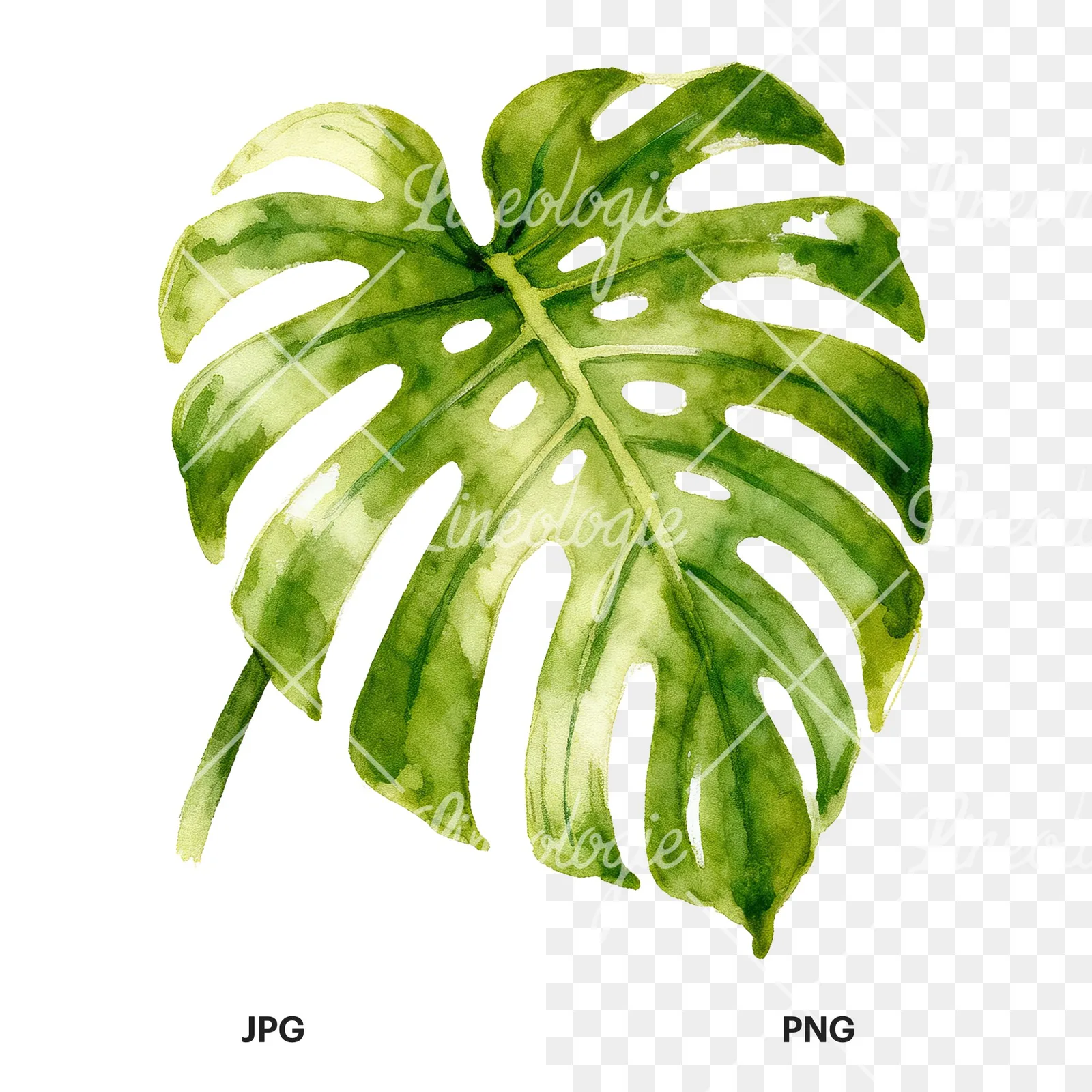 Watercolor variegated monstera leaf clipart 2 of 9, as a JPG on white and a transparent PNG