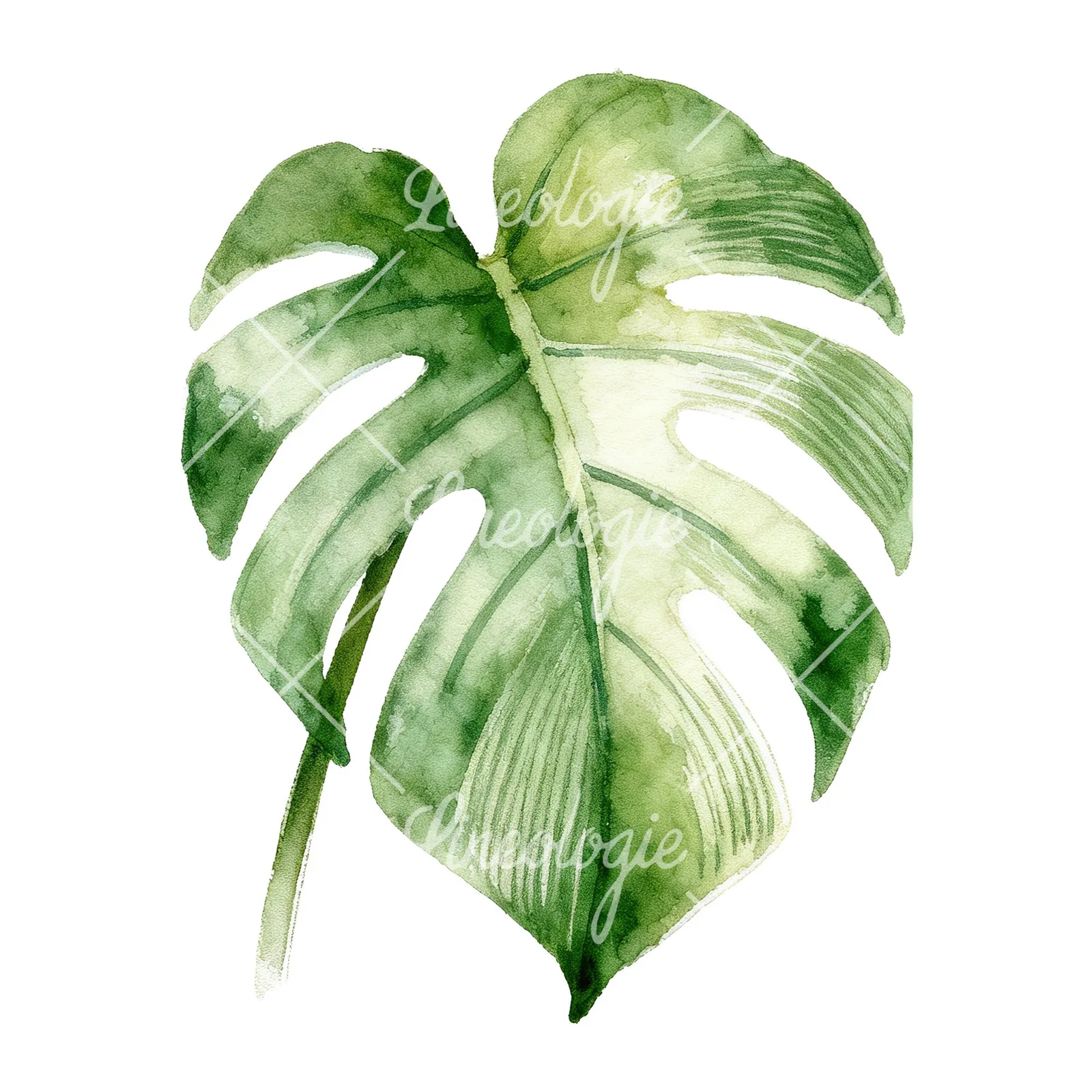 Watercolor variegated monstera leaf clipart 3 of 9 on a white background (JPG)