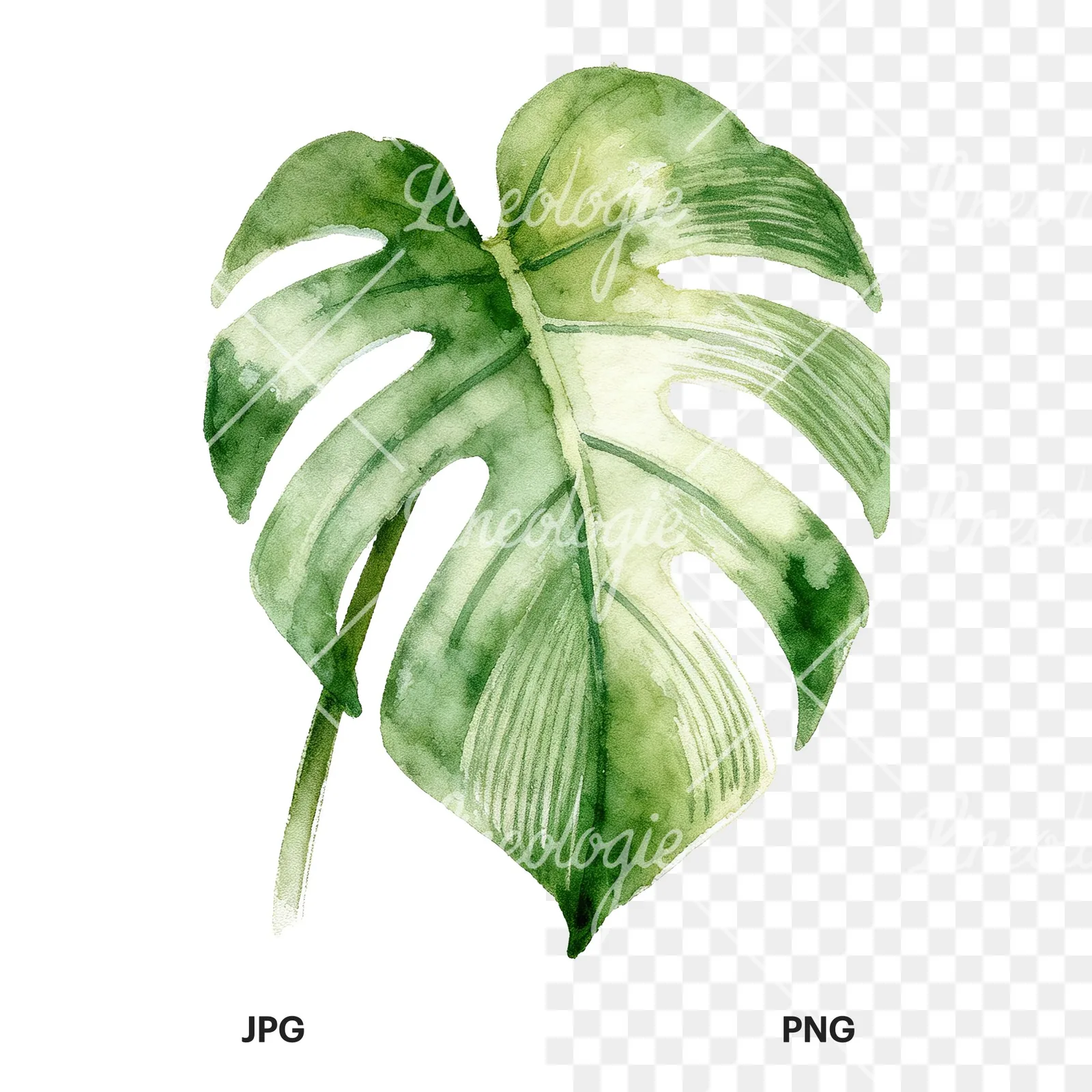 Watercolor variegated monstera leaf clipart 3 of 9, as a JPG on white and a transparent PNG