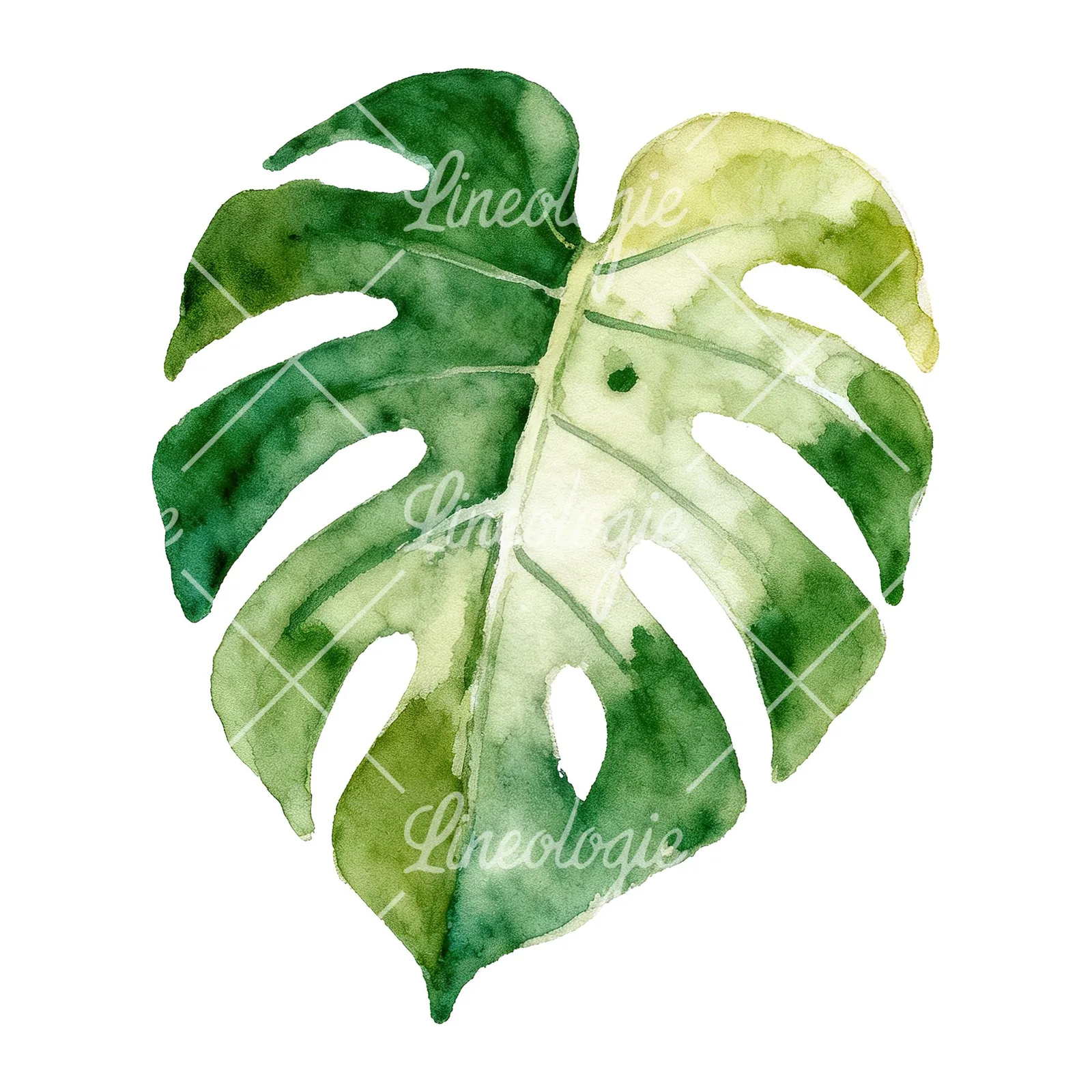 Watercolor variegated monstera leaf clipart 4 of 9 on a white background (JPG)