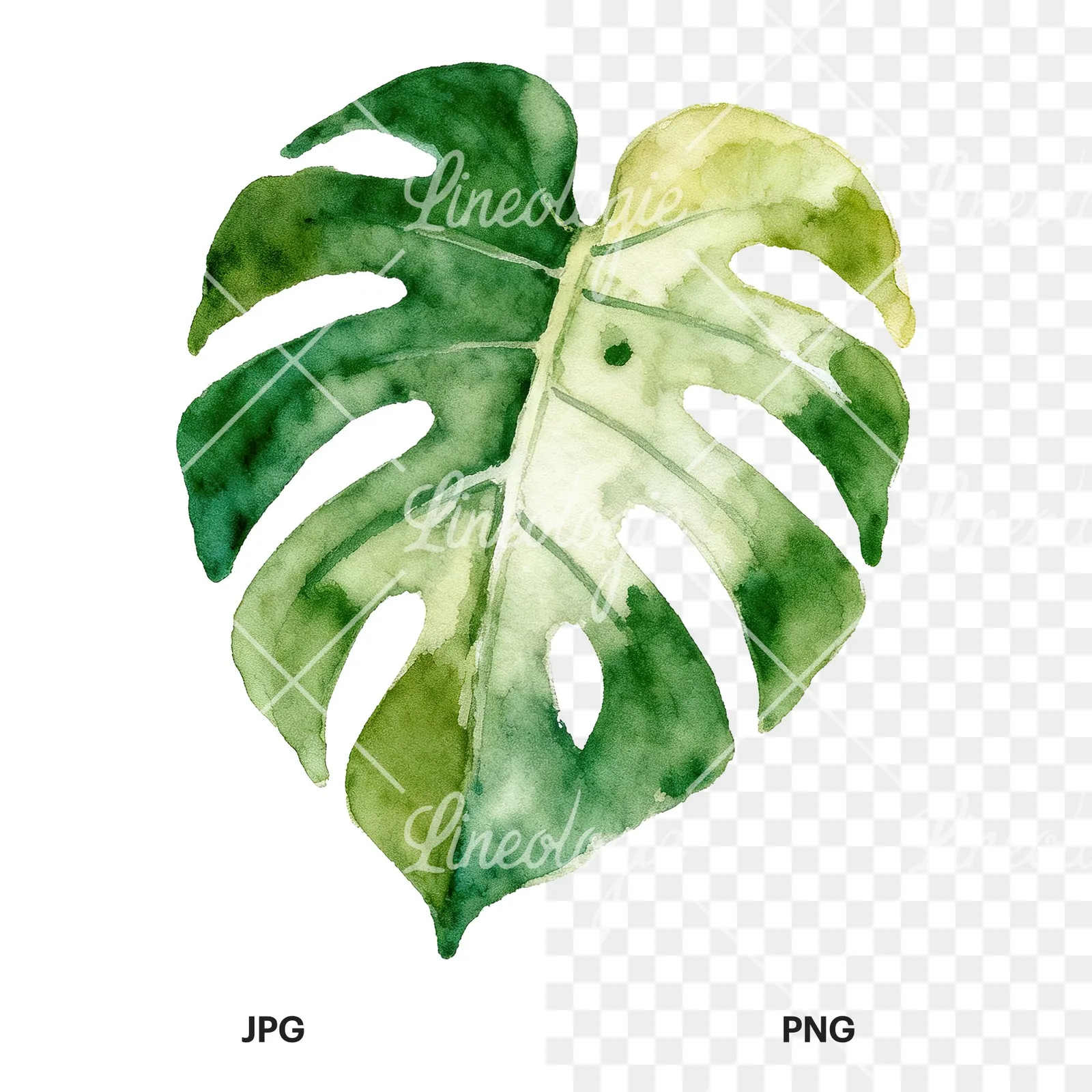 Watercolor variegated monstera leaf clipart 4 of 9, as a JPG on white and a transparent PNG