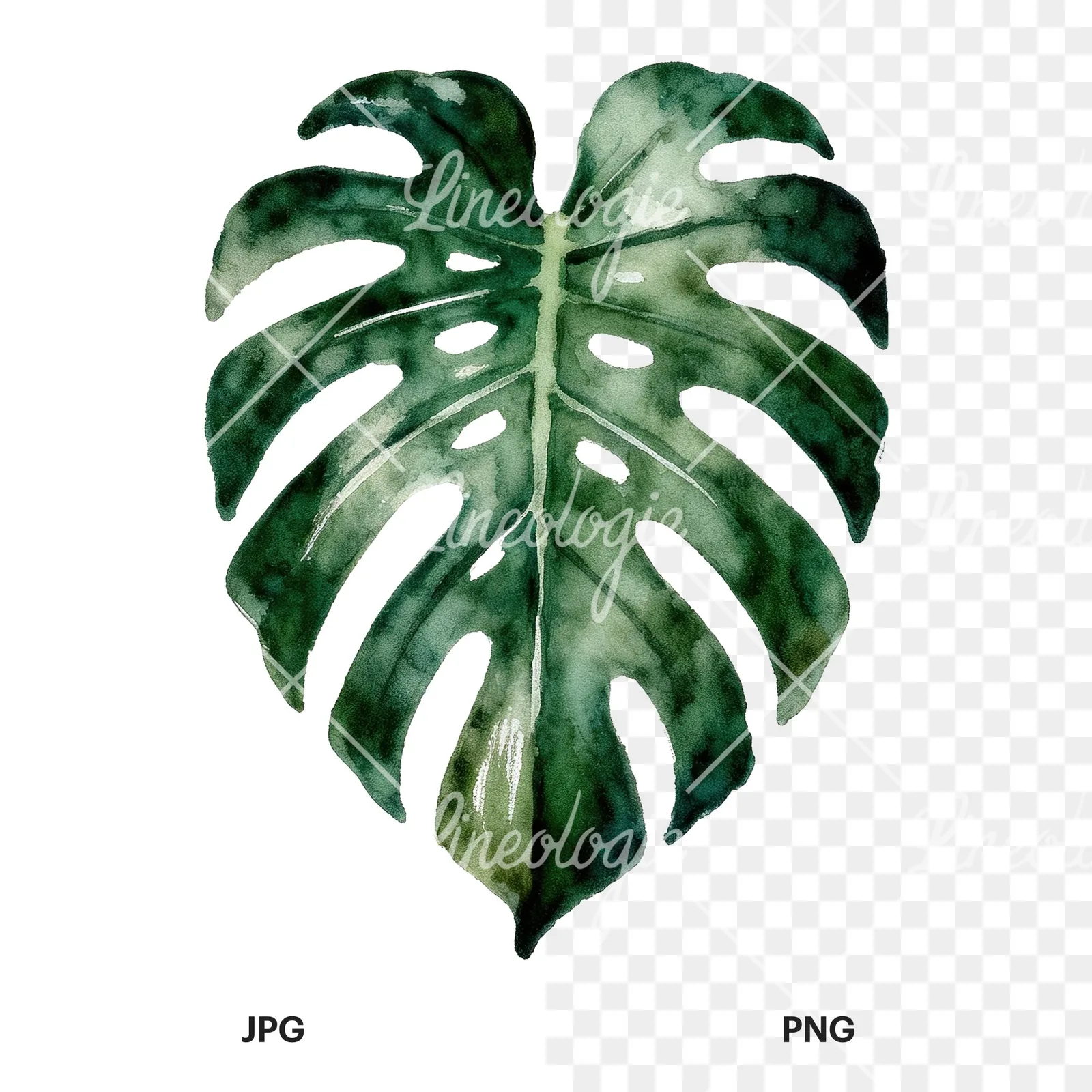 Watercolor variegated monstera leaf clipart 6 of 9, as a JPG on white and a transparent PNG
