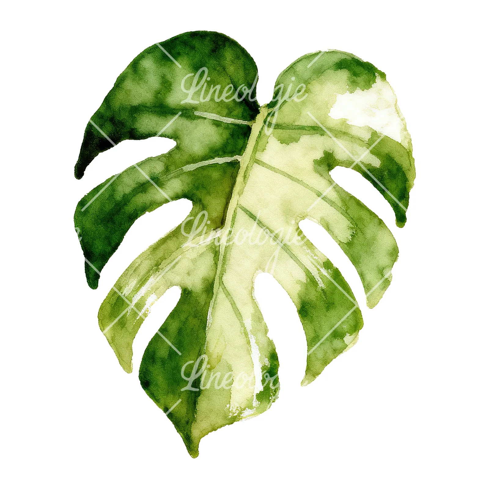 Watercolor variegated monstera leaf clipart 7 of 9 on a white background (JPG)
