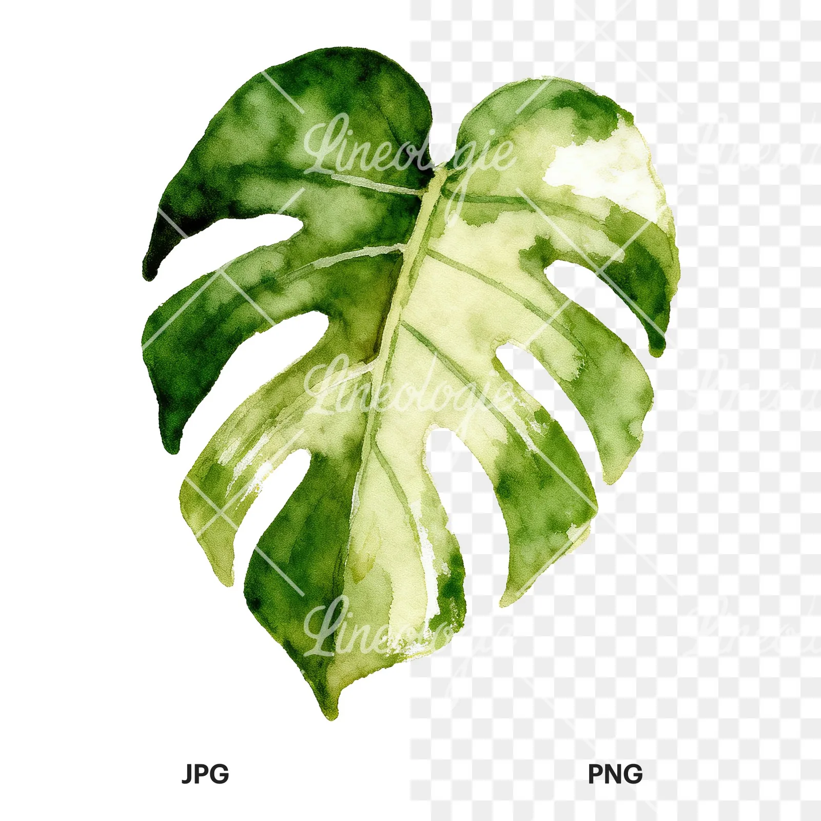 Watercolor variegated monstera leaf clipart 7 of 9, as a JPG on white and a transparent PNG