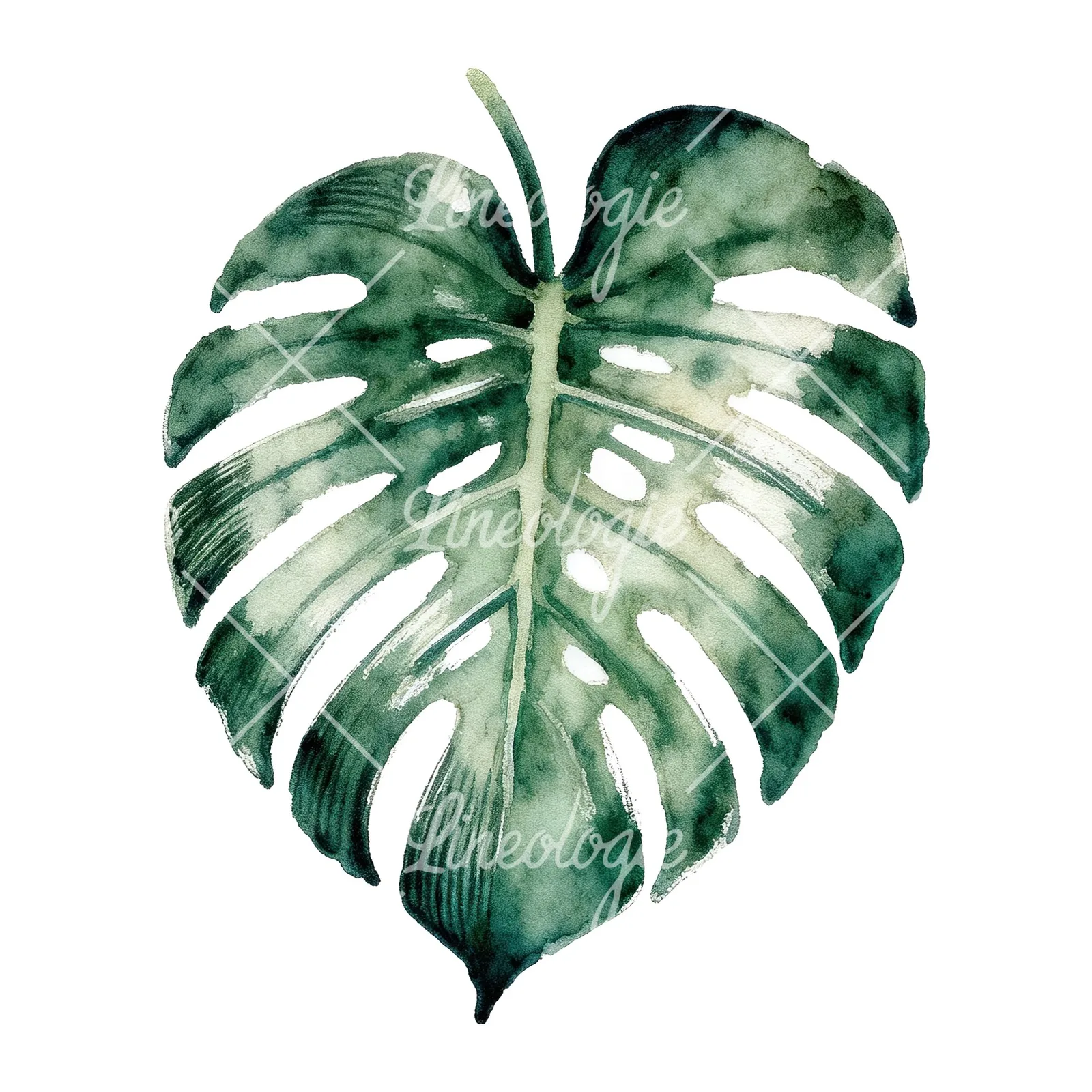 Watercolor variegated monstera leaf clipart 8 of 9 on a white background (JPG)
