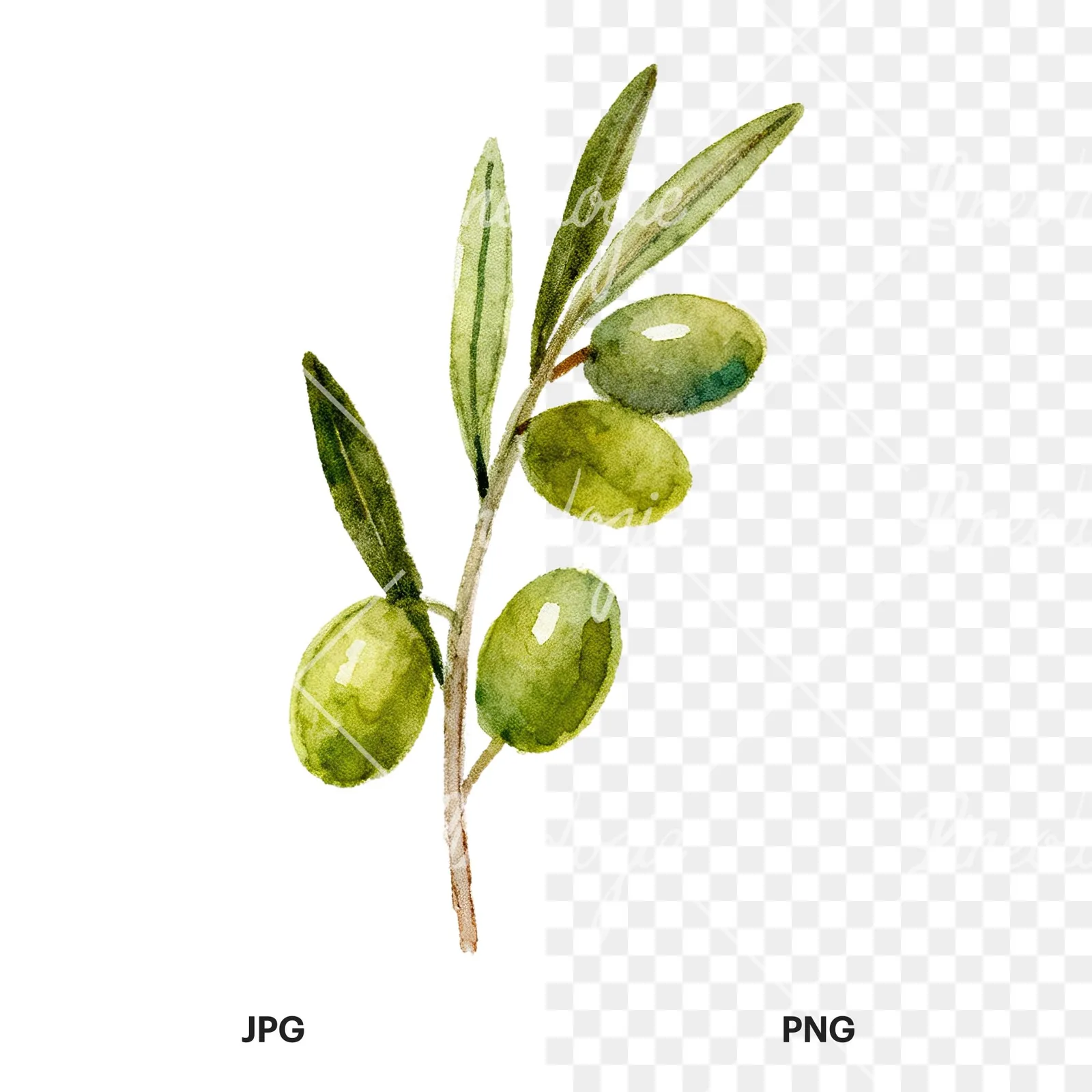 Watercolor olive branch with olives clipart 1 of 9, as a JPG on white and a transparent PNG