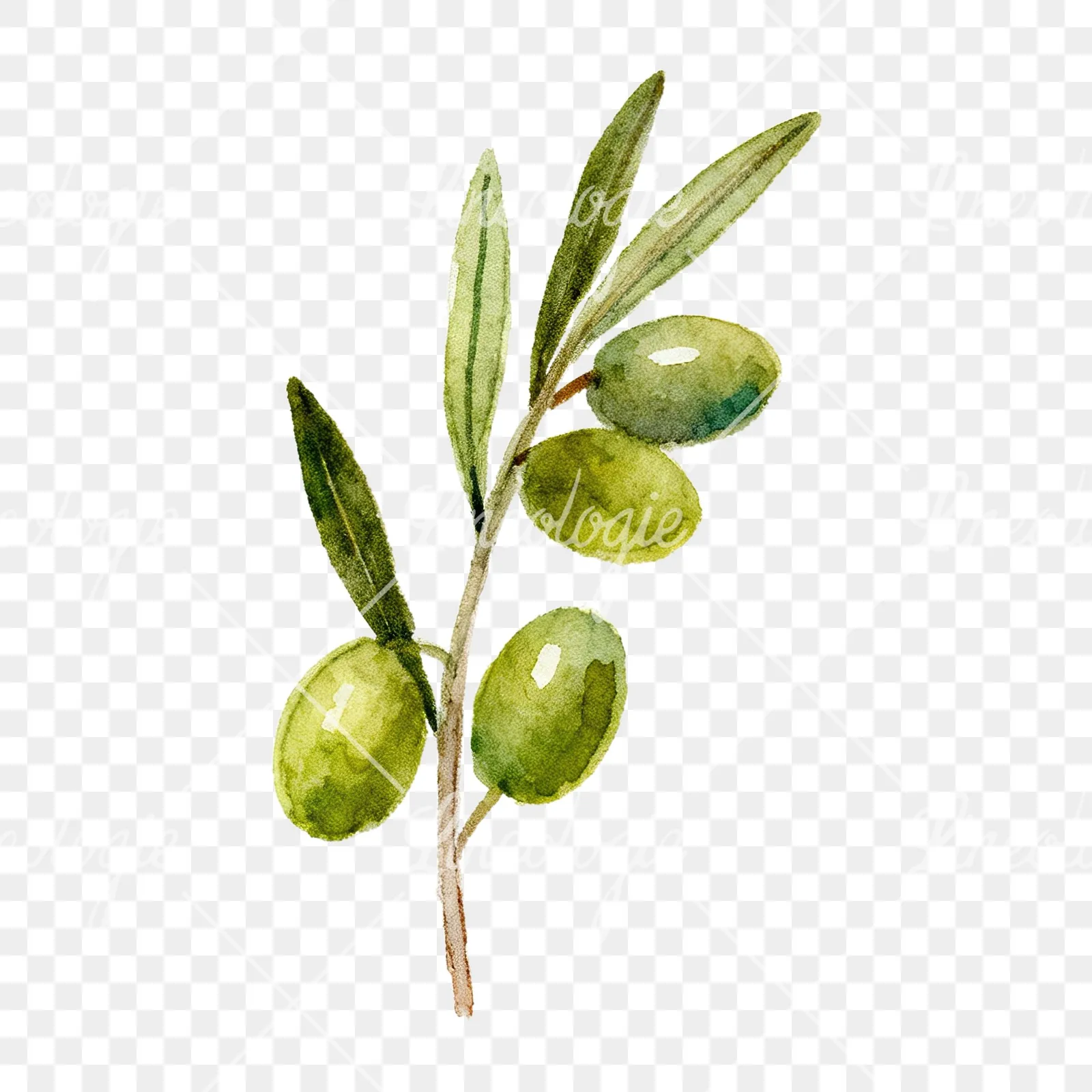 Watercolor olive branch with olives clipart 1 of 9 on a transparent background (PNG)