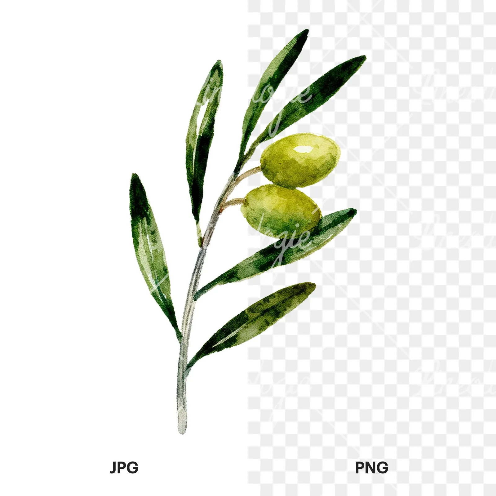 Watercolor olive branch with olives clipart 2 of 9, as a JPG on white and a transparent PNG