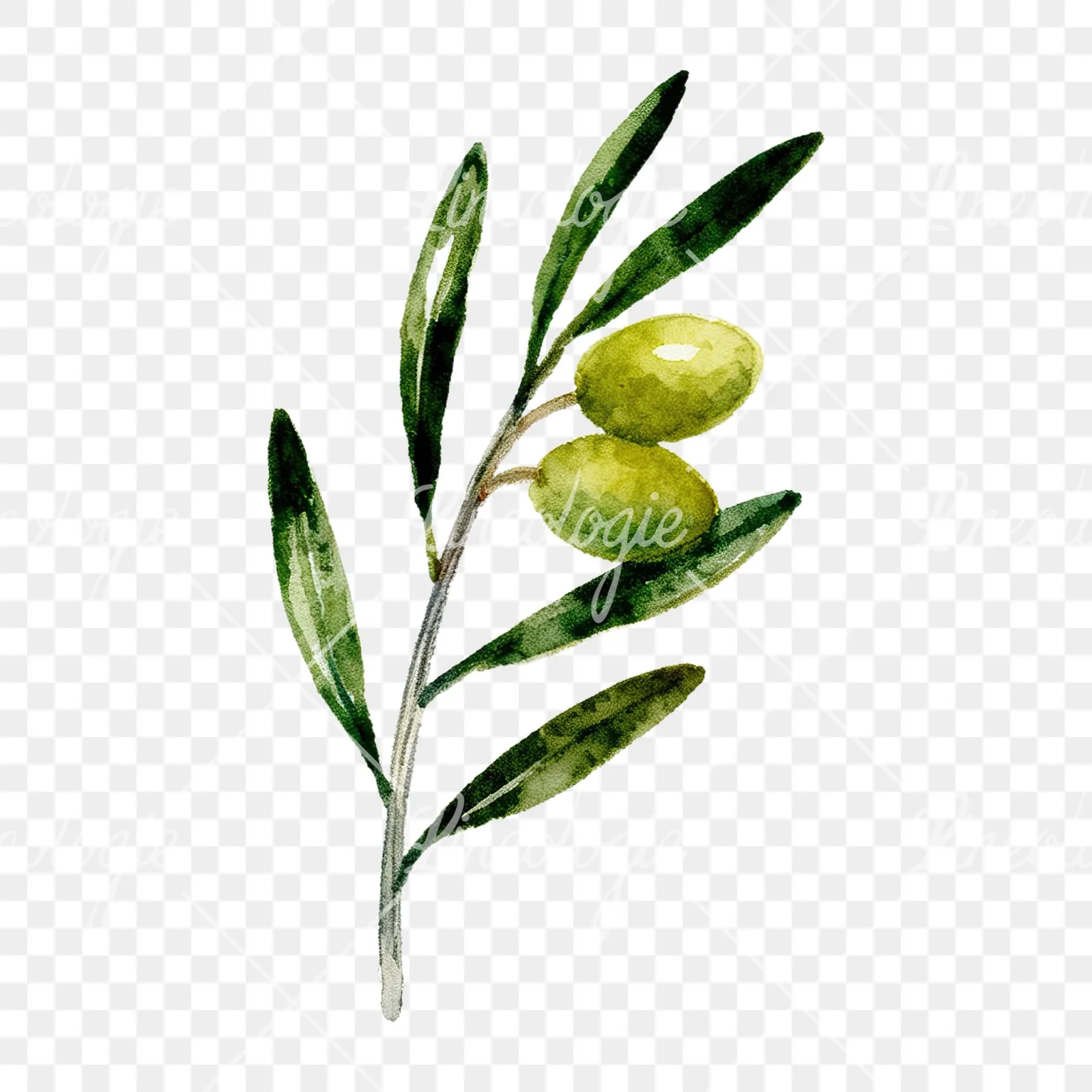 Watercolor olive branch with olives clipart 2 of 9 on a transparent background (PNG)