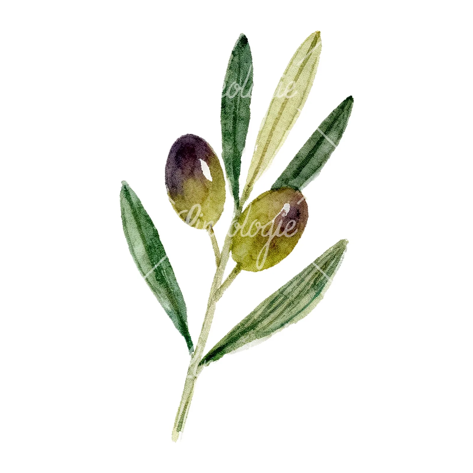 Watercolor olive branch with olives clipart 3 of 9 on a white background (JPG)