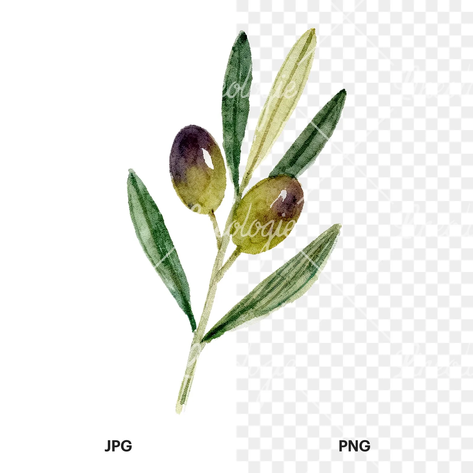 Watercolor olive branch with olives clipart 3 of 9, as a JPG on white and a transparent PNG