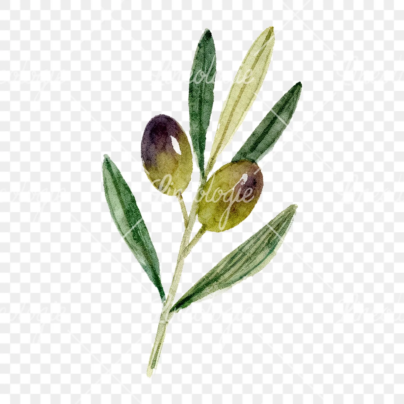 Watercolor olive branch with olives clipart 3 of 9 on a transparent background (PNG)
