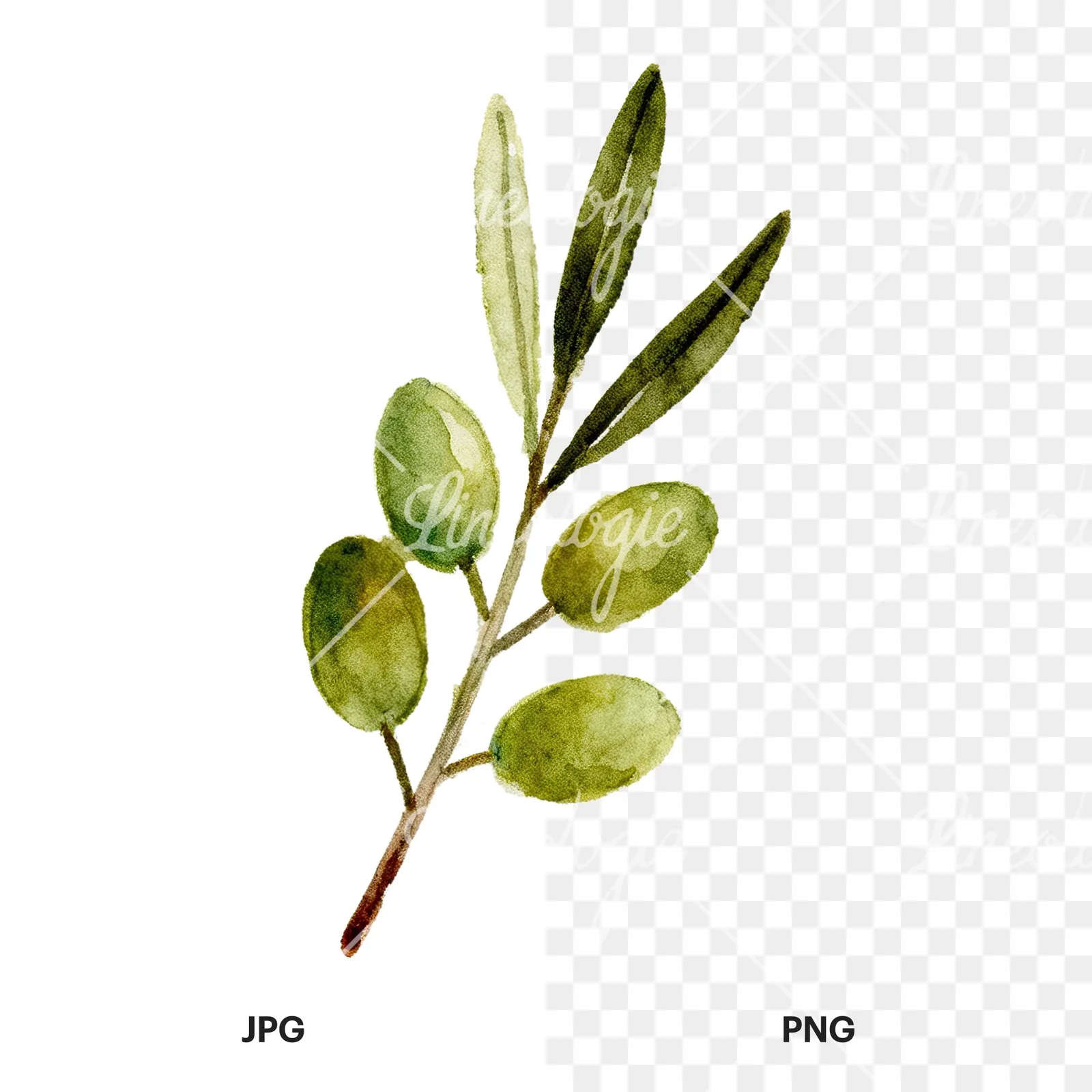 Watercolor olive branch with olives clipart 4 of 9, as a JPG on white and a transparent PNG