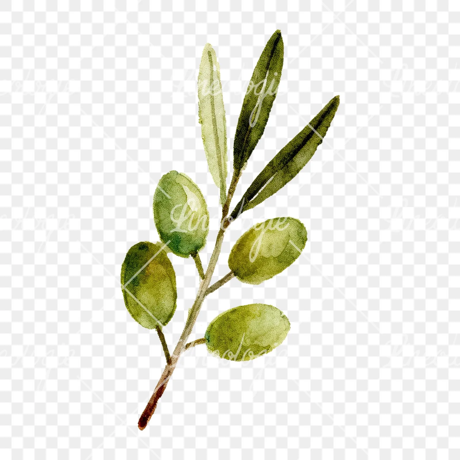 Watercolor olive branch with olives clipart 4 of 9 on a transparent background (PNG)