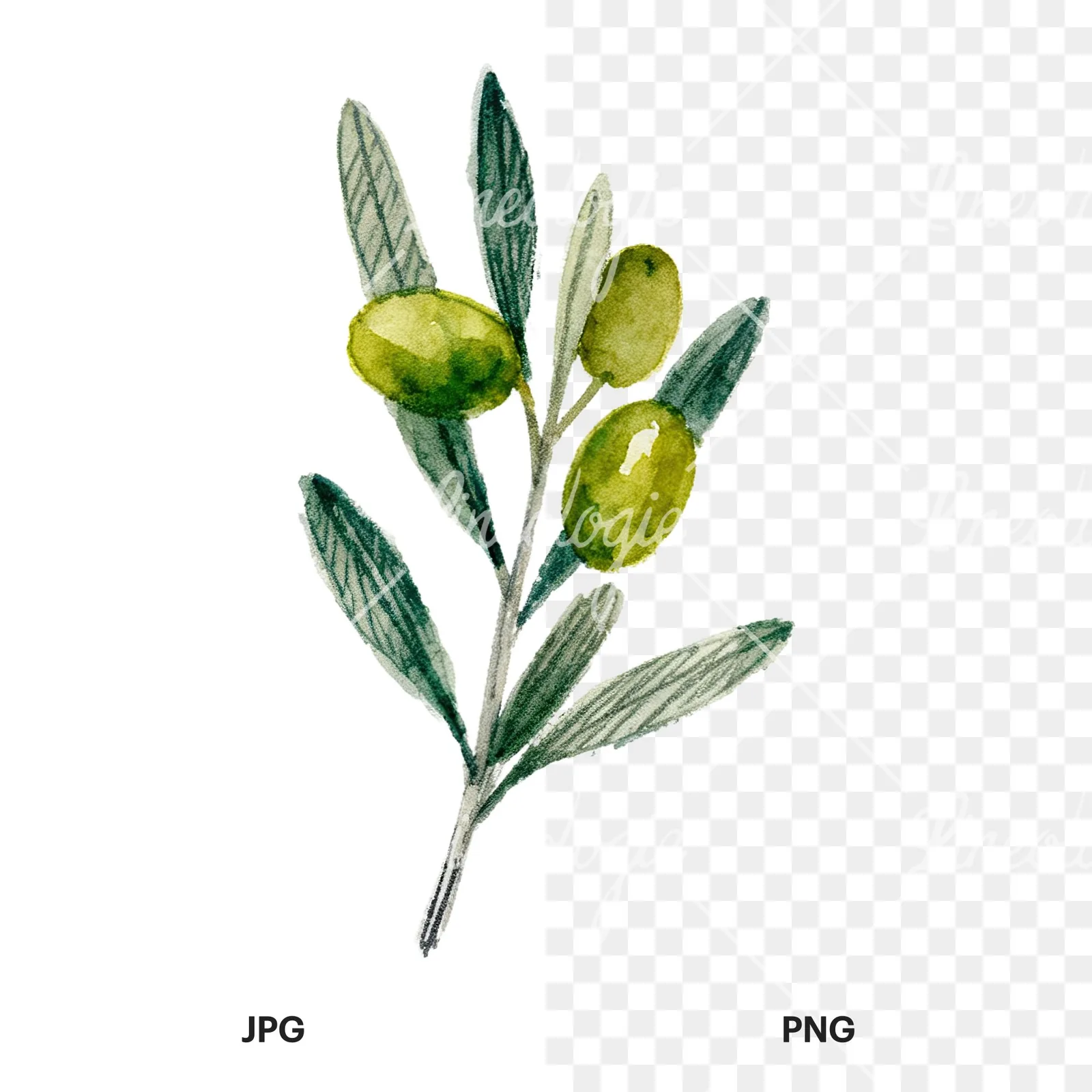 Watercolor olive branch with olives clipart 5 of 9, as a JPG on white and a transparent PNG