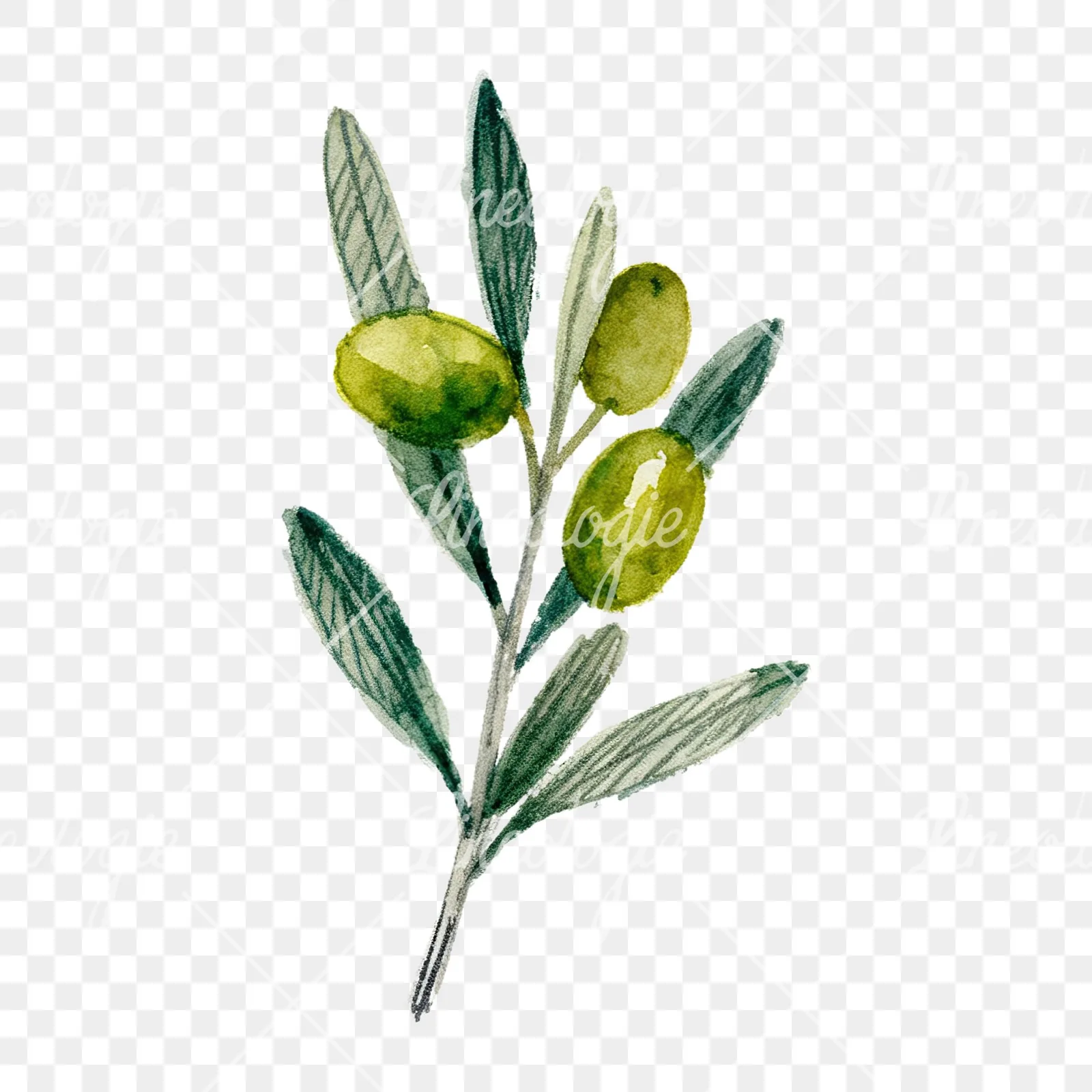 Watercolor olive branch with olives clipart 5 of 9 on a transparent background (PNG)