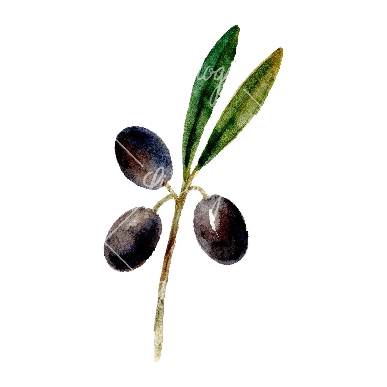 Watercolor olive branch with olives clipart 6 of 9 on a white background (JPG)
