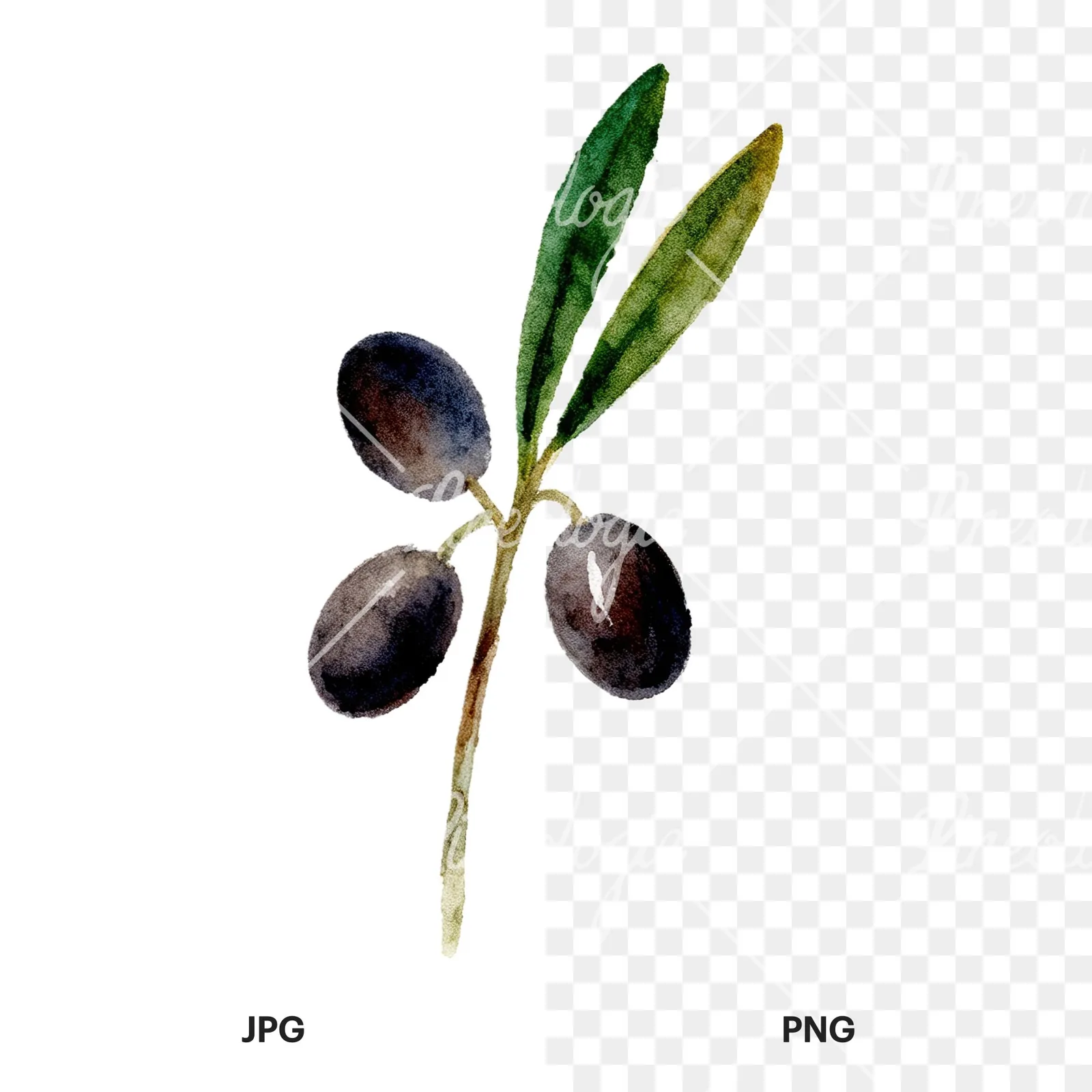 Watercolor olive branch with olives clipart 6 of 9, as a JPG on white and a transparent PNG