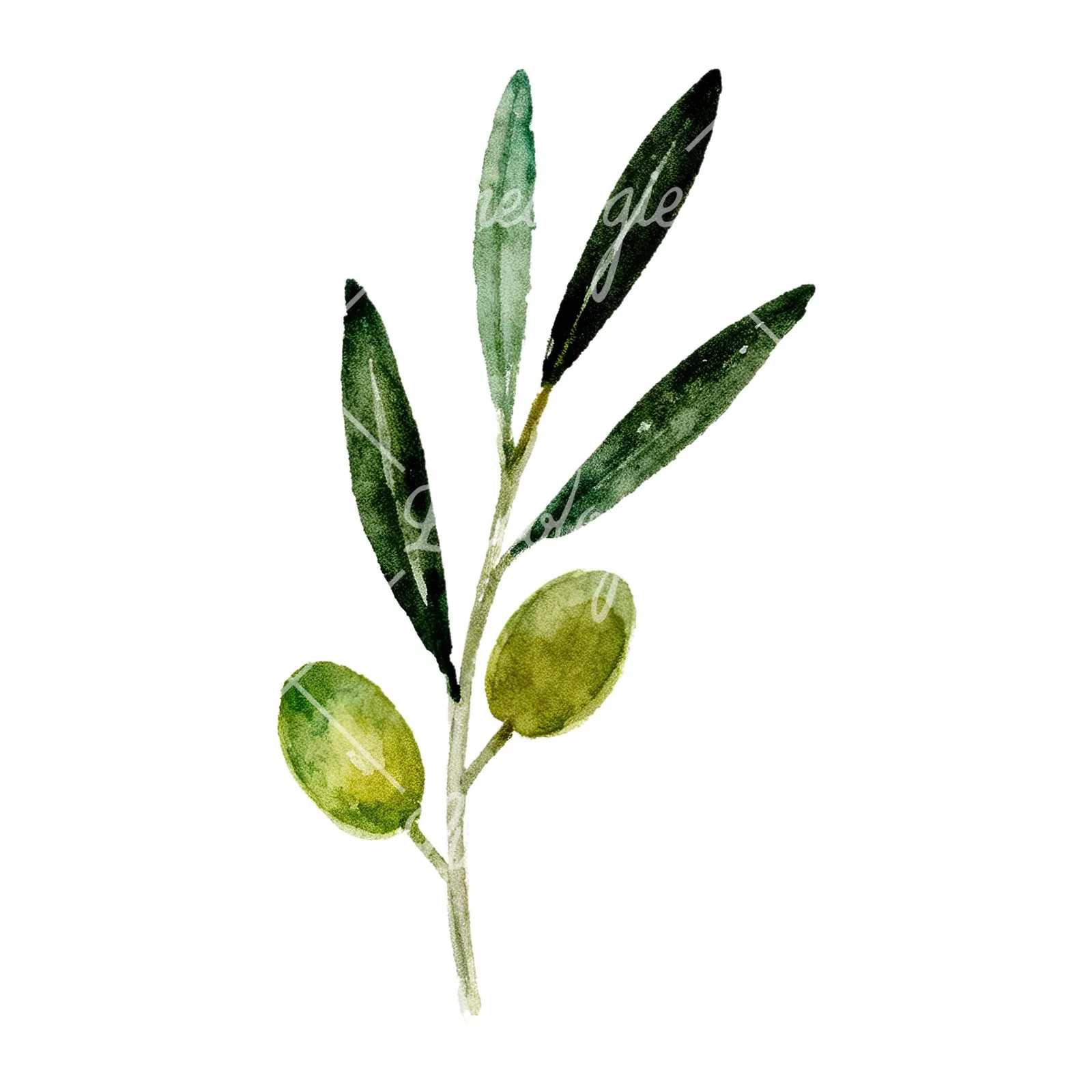 Watercolor olive branch with olives clipart 7 of 9 on a white background (JPG)