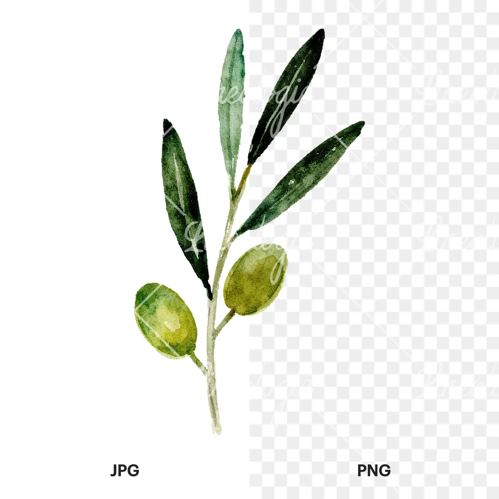 Watercolor olive branch with olives clipart 7 of 9, as a JPG on white and a transparent PNG
