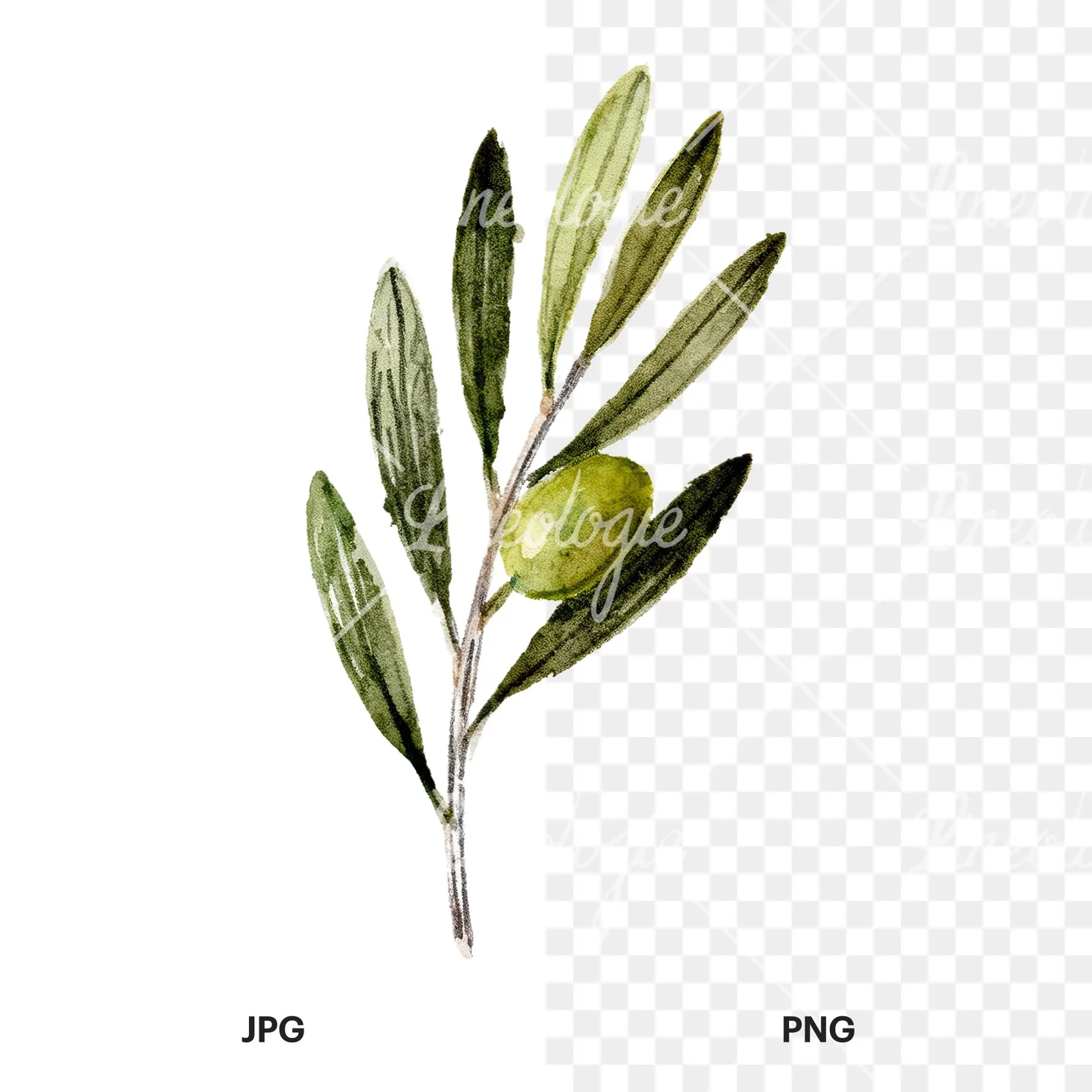 Watercolor olive branch with olives clipart 8 of 9, as a JPG on white and a transparent PNG