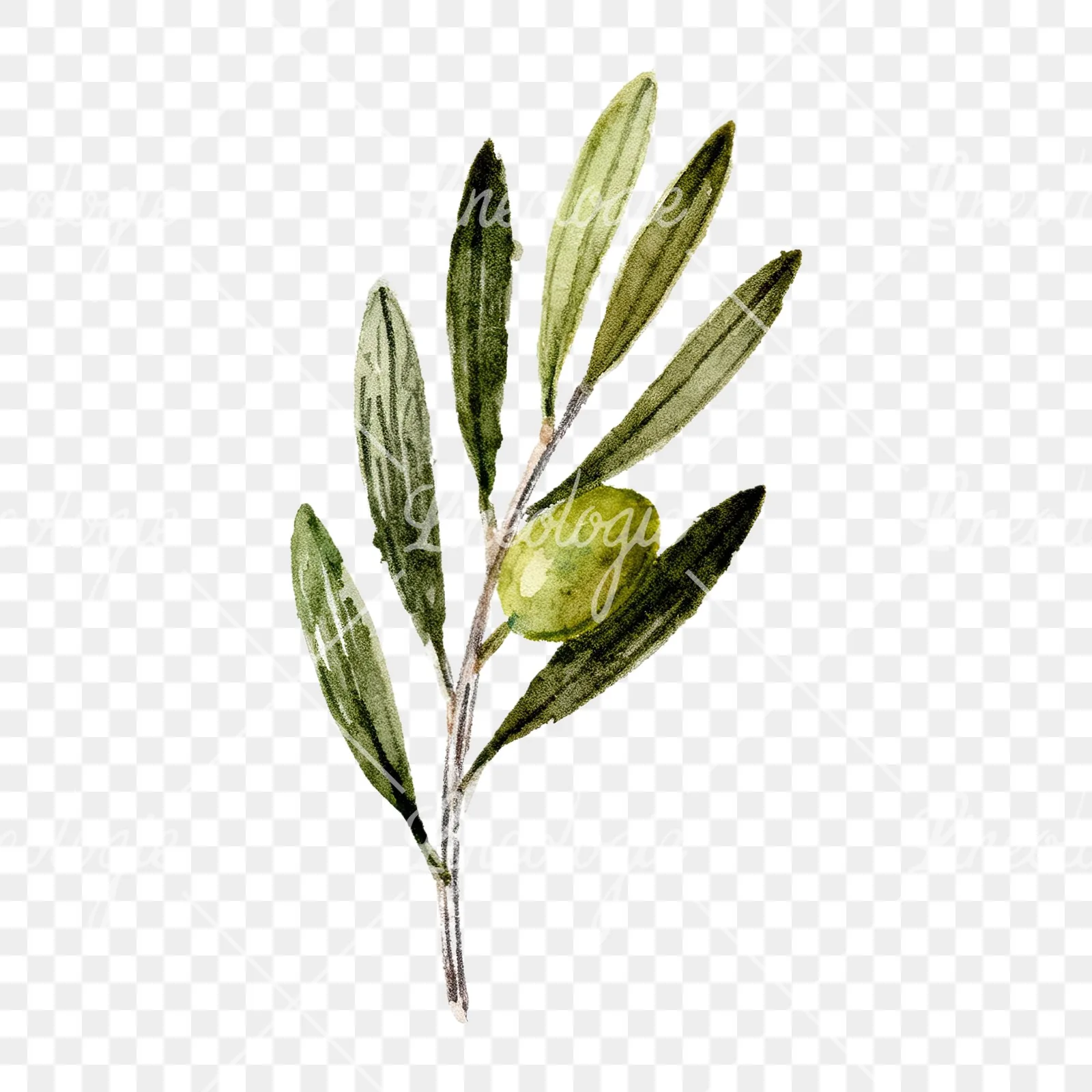 Watercolor olive branch with olives clipart 8 of 9 on a transparent background (PNG)