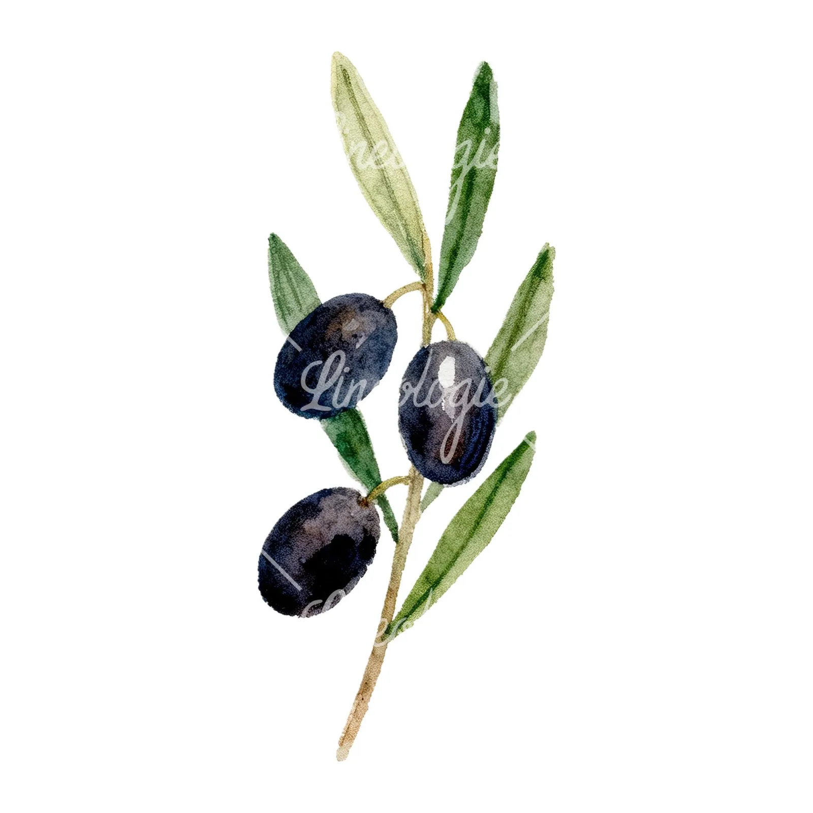 Watercolor olive branch with olives clipart 9 of 9 on a white background (JPG)
