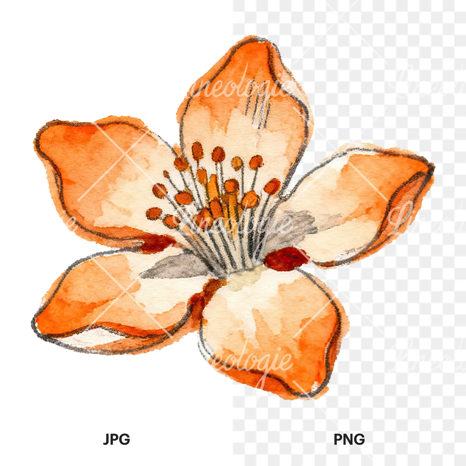 Watercolor orange blossom with marigold clipart 1 of 9, as a JPG on white and a transparent PNG