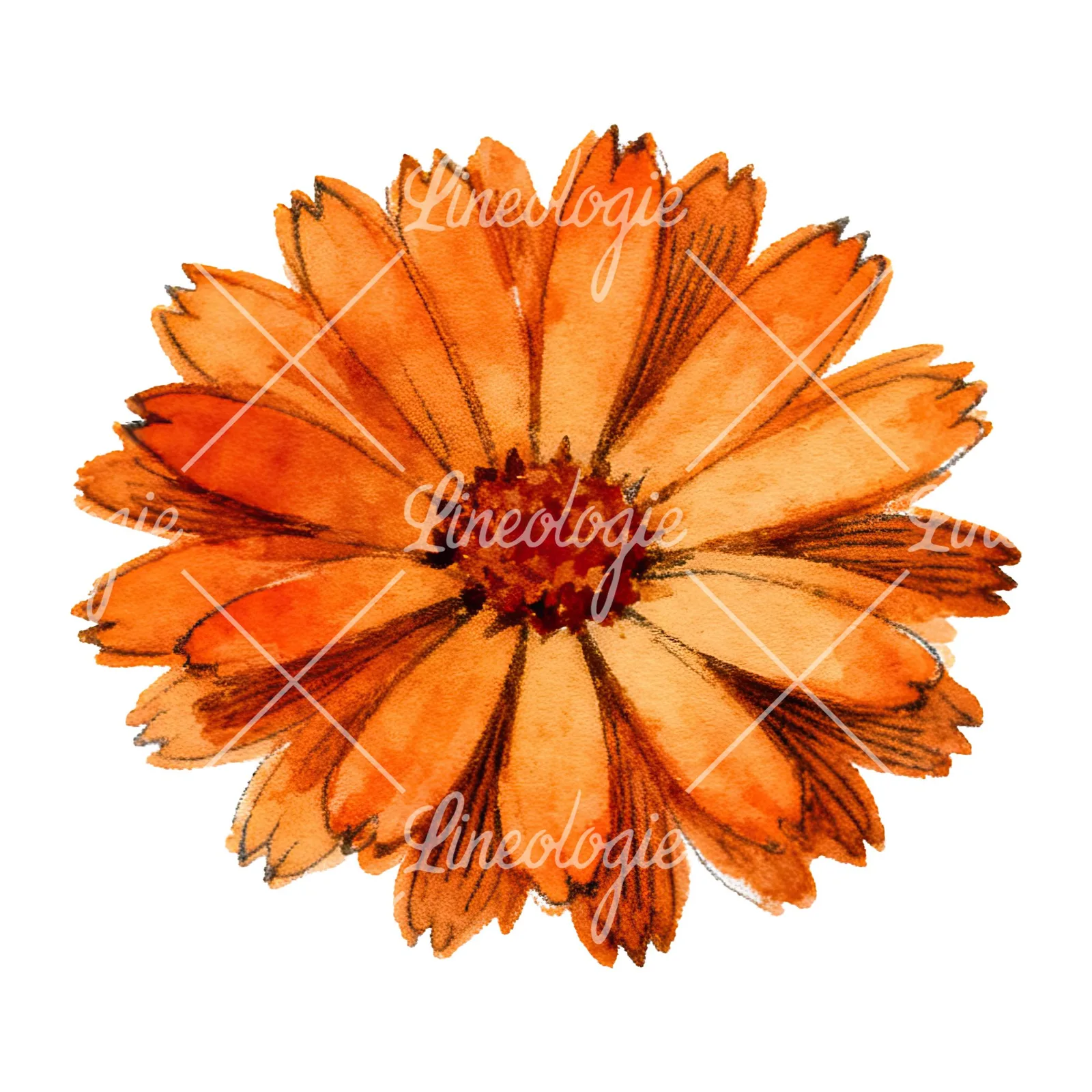 Watercolor orange blossom with marigold clipart 2 of 9 on a white background (JPG)