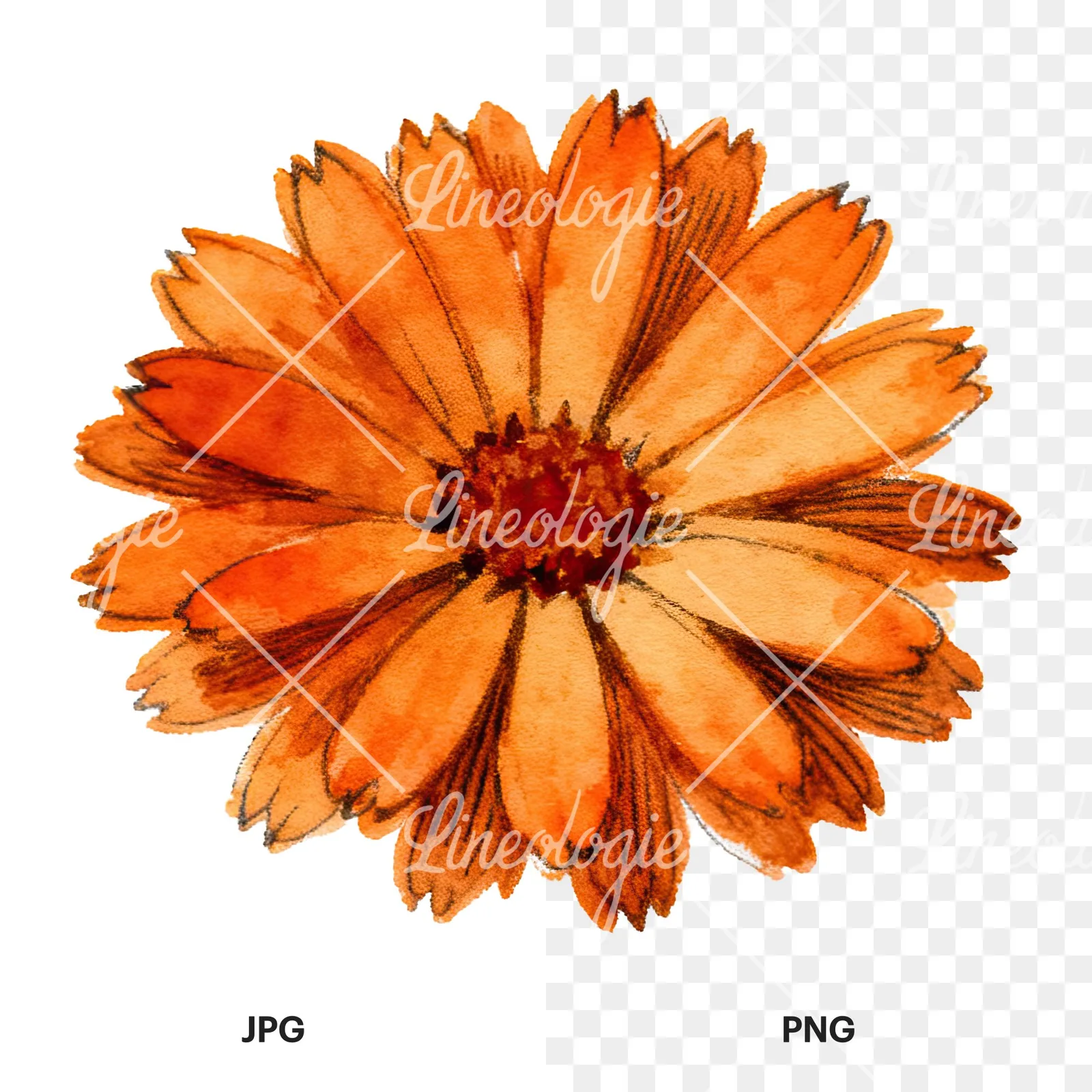 Watercolor orange blossom with marigold clipart 2 of 9, as a JPG on white and a transparent PNG