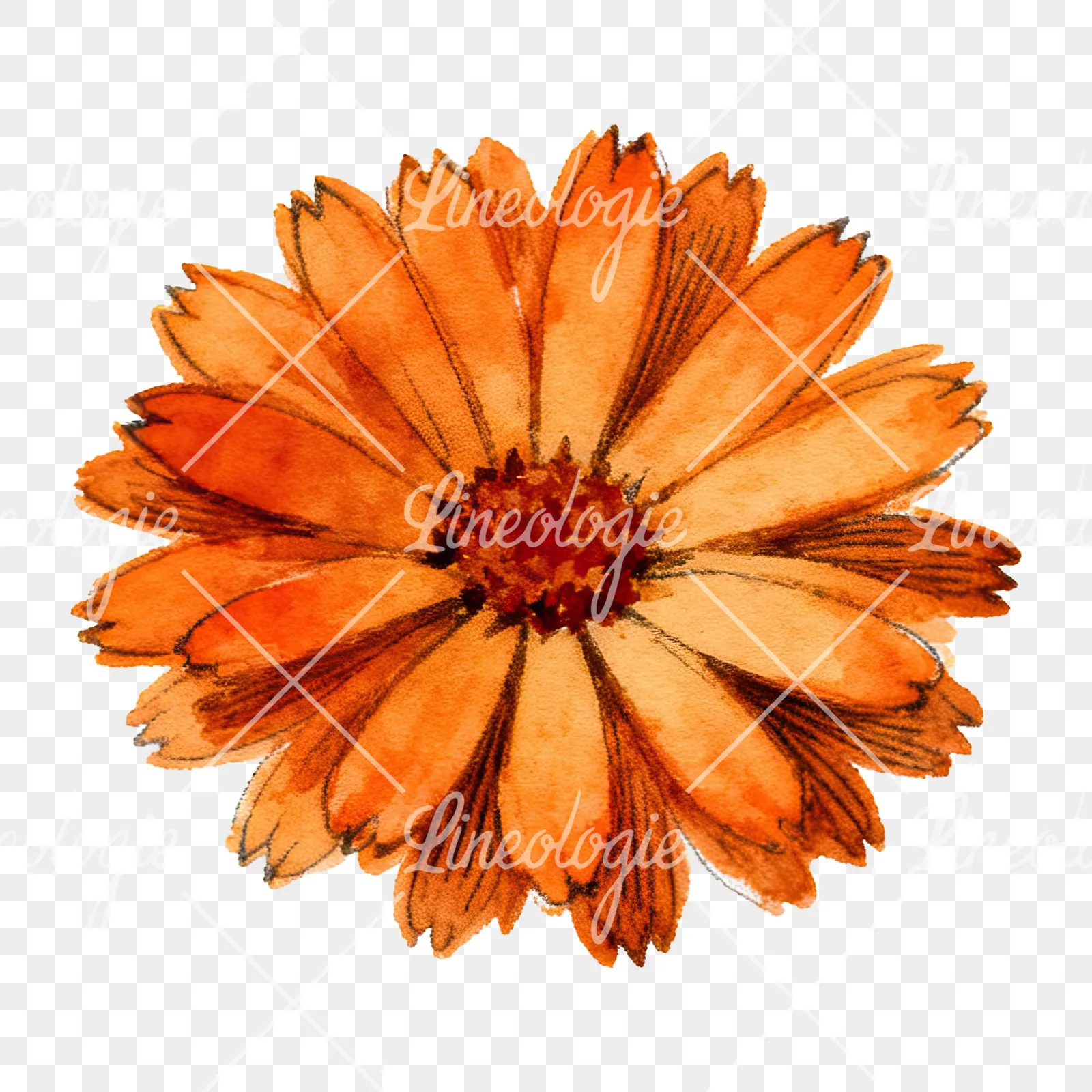 Watercolor orange blossom with marigold clipart 2 of 9 on a transparent background (PNG)