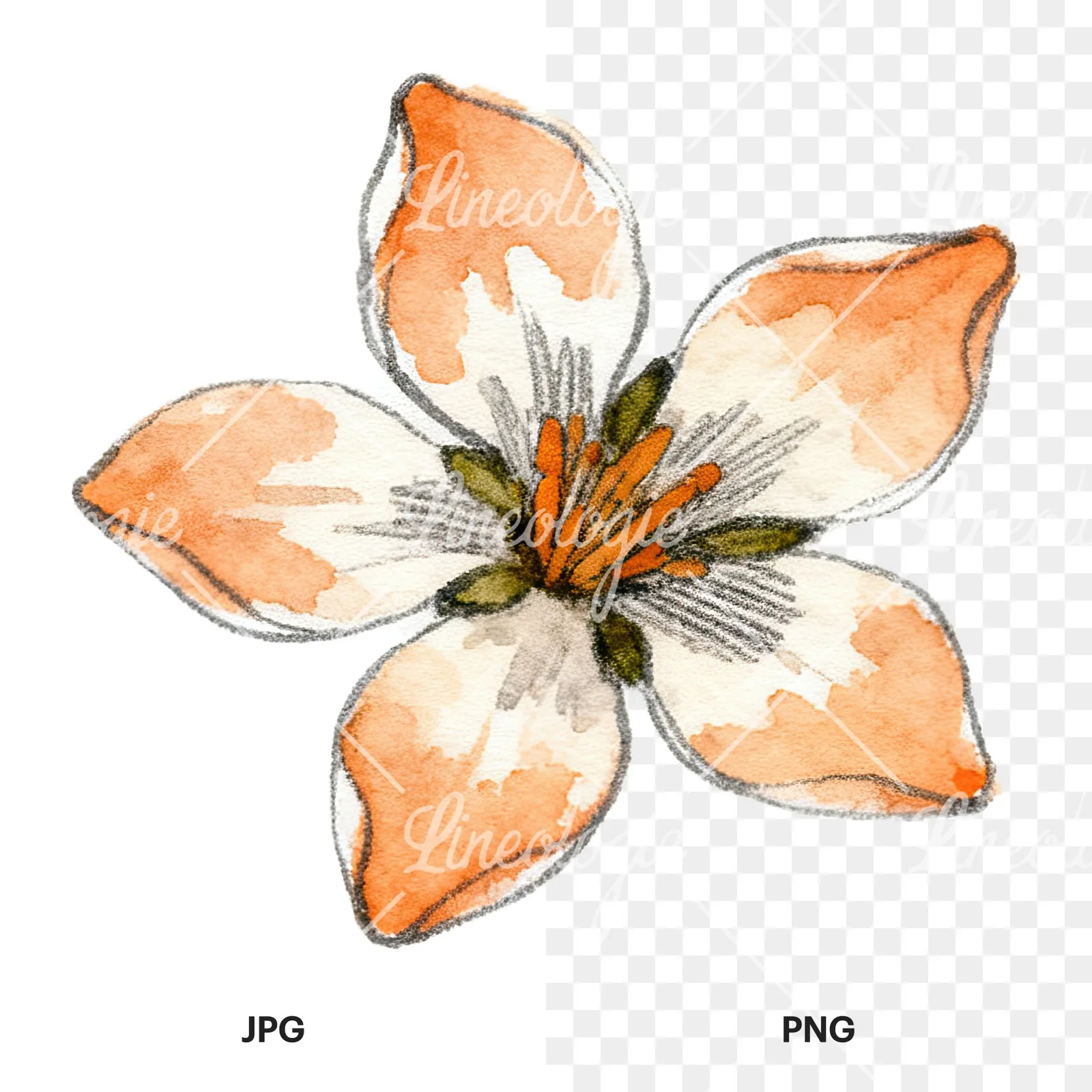 Watercolor orange blossom with marigold clipart 3 of 9, as a JPG on white and a transparent PNG