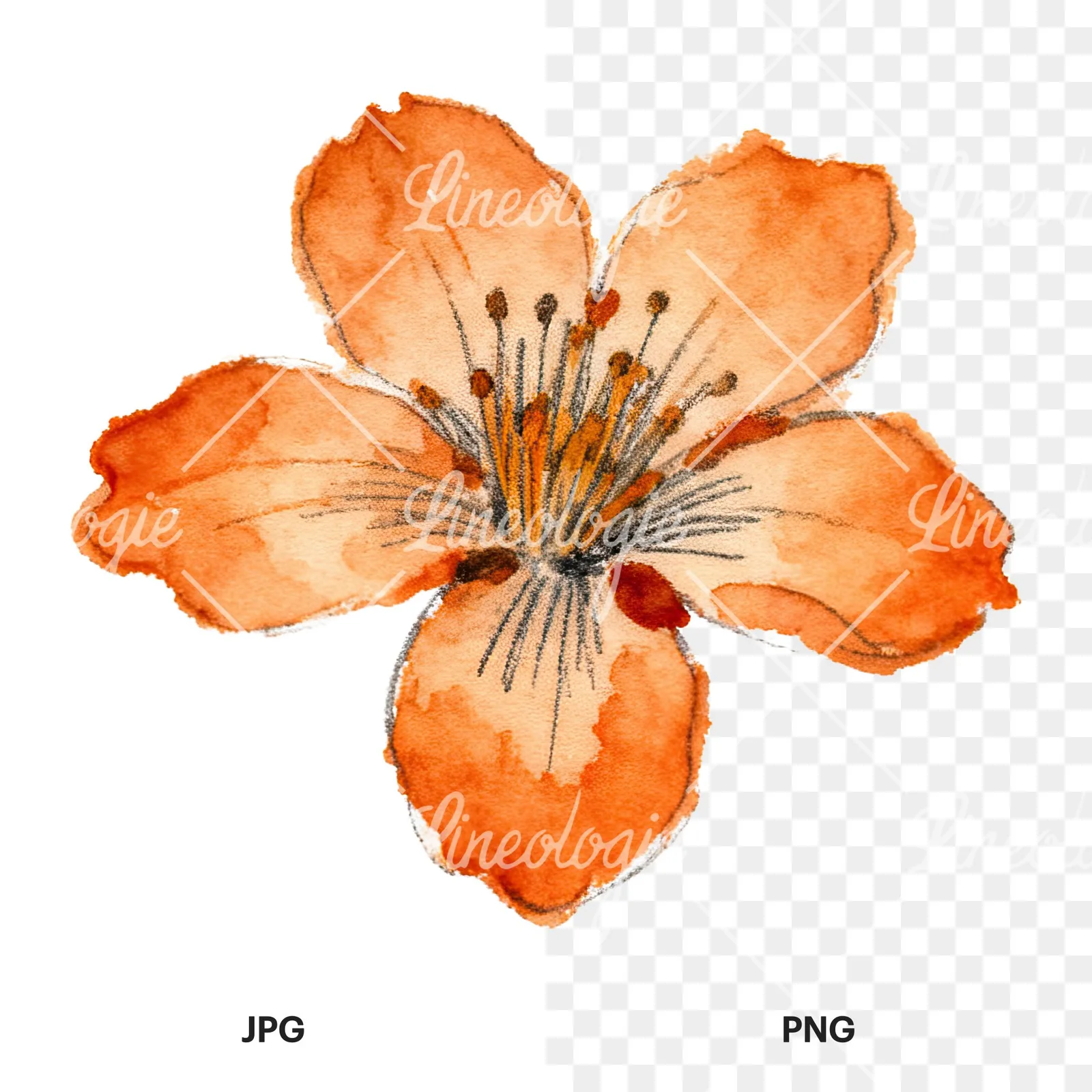 Watercolor orange blossom with marigold clipart 5 of 9, as a JPG on white and a transparent PNG