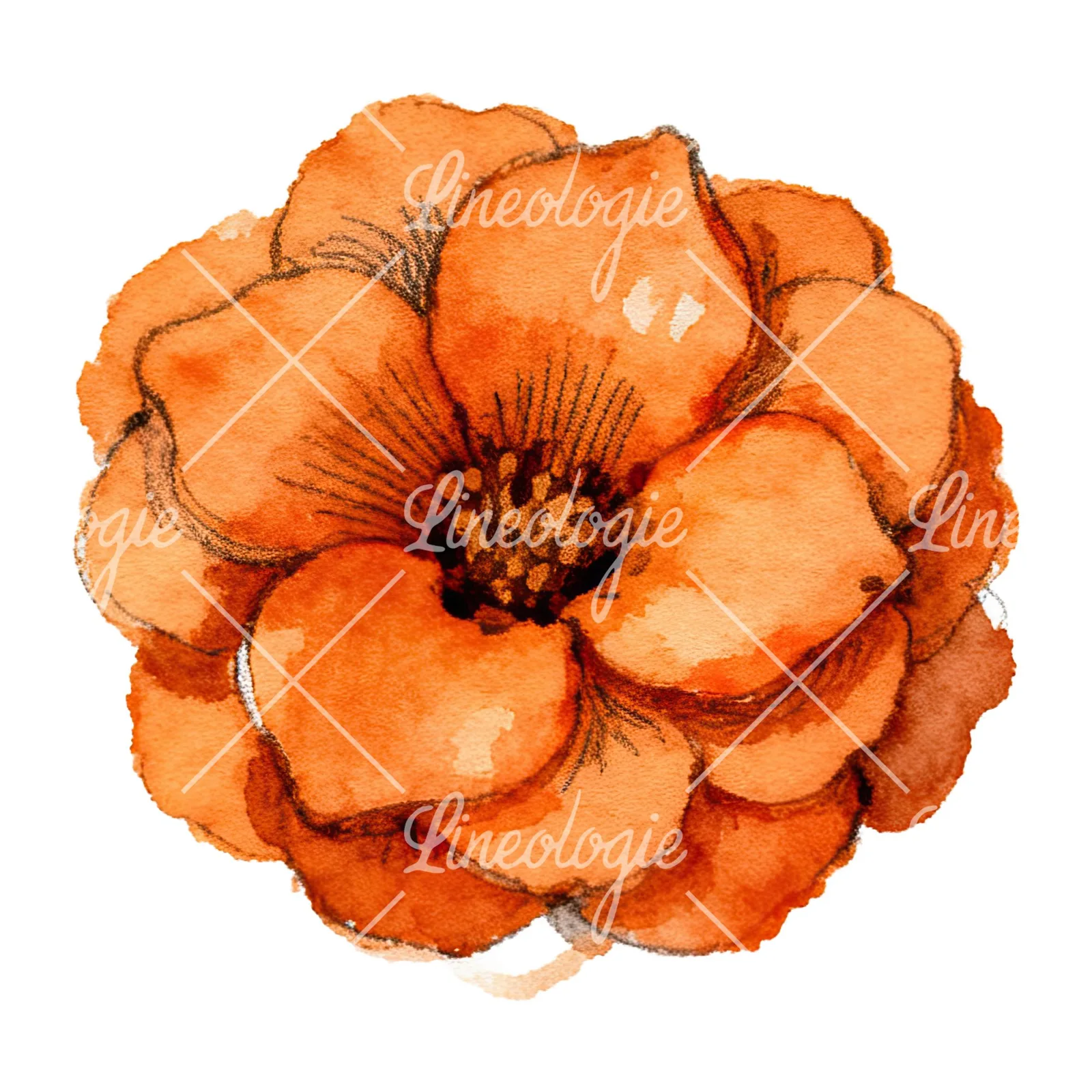 Watercolor orange blossom with marigold clipart 6 of 9 on a white background (JPG)