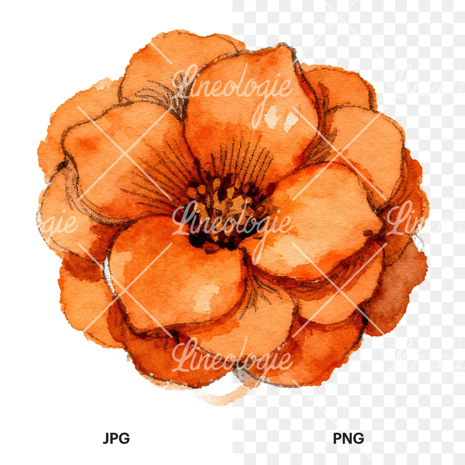 Watercolor orange blossom with marigold clipart 6 of 9, as a JPG on white and a transparent PNG