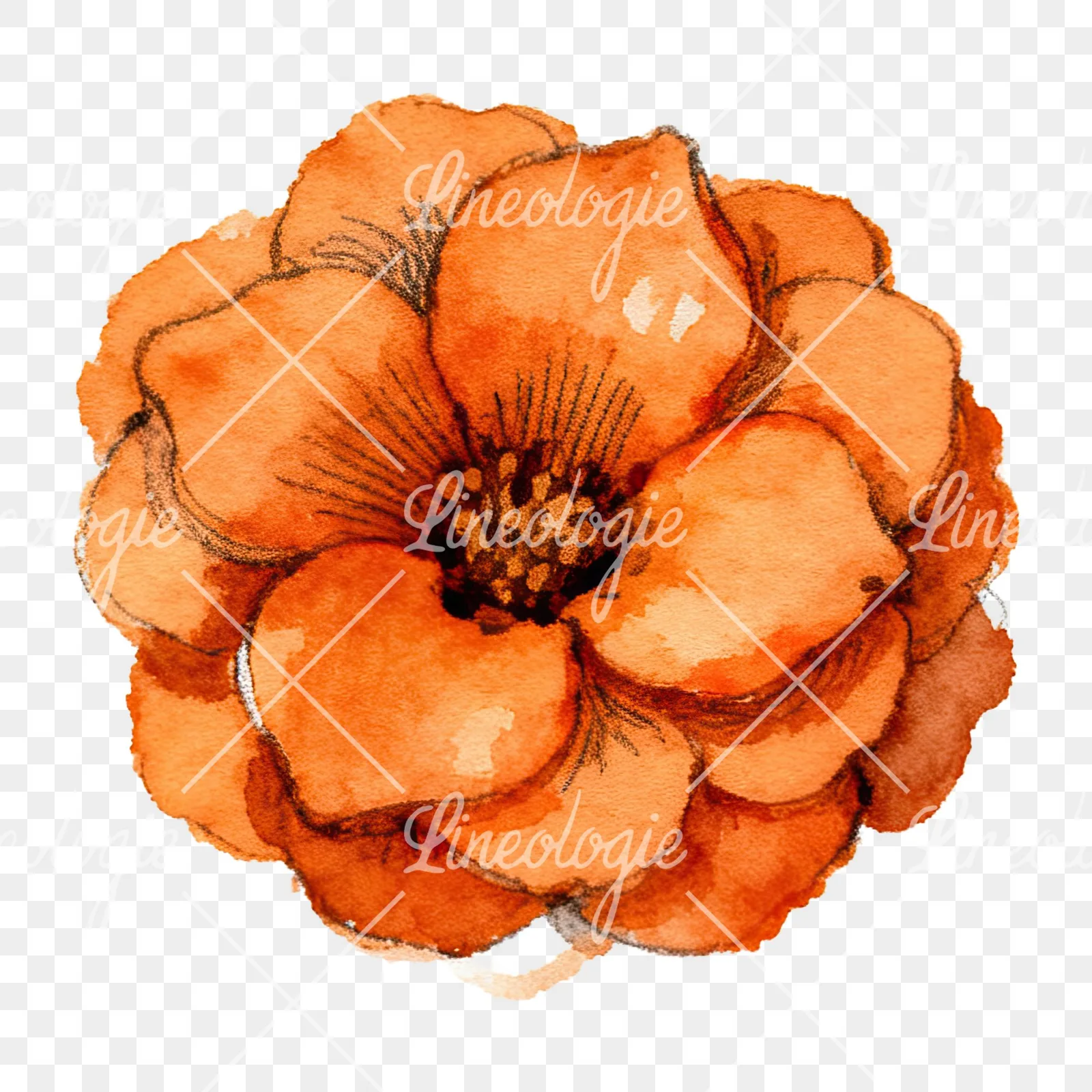 Watercolor orange blossom with marigold clipart 6 of 9 on a transparent background (PNG)