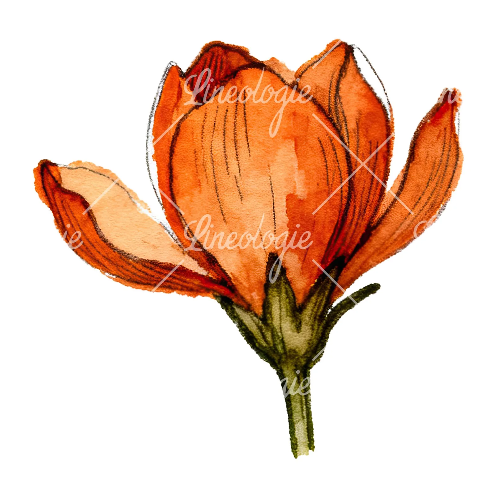 Watercolor orange blossom with marigold clipart 7 of 9 on a white background (JPG)