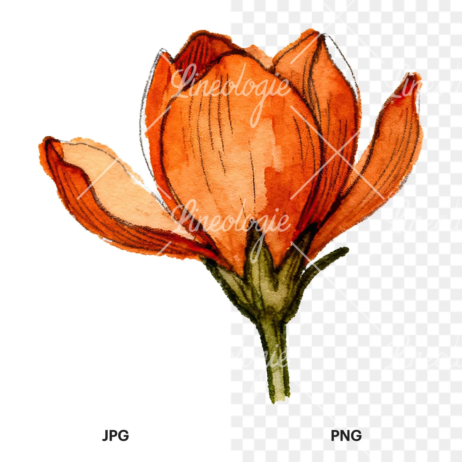Watercolor orange blossom with marigold clipart 7 of 9, as a JPG on white and a transparent PNG