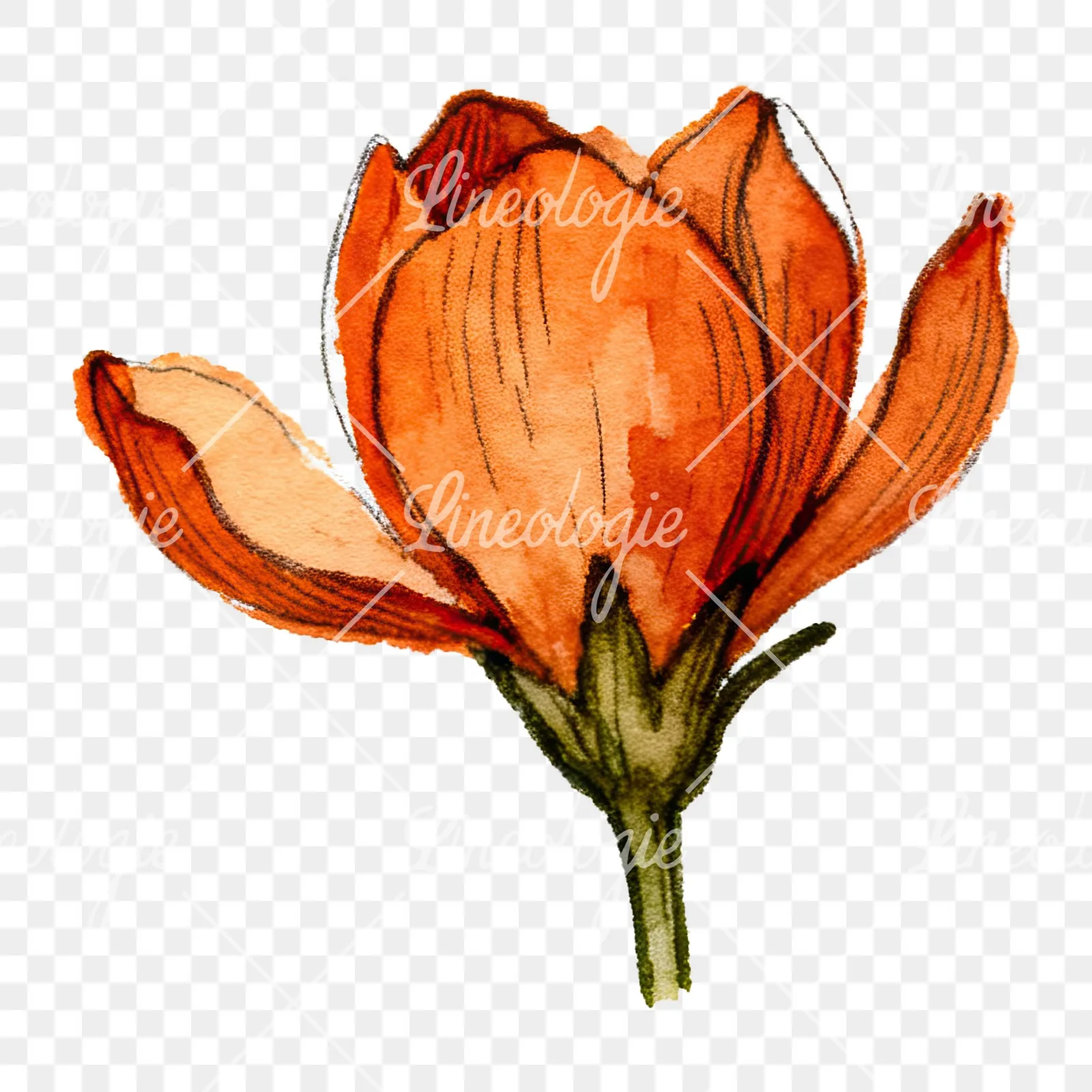 Watercolor orange blossom with marigold clipart 7 of 9 on a transparent background (PNG)