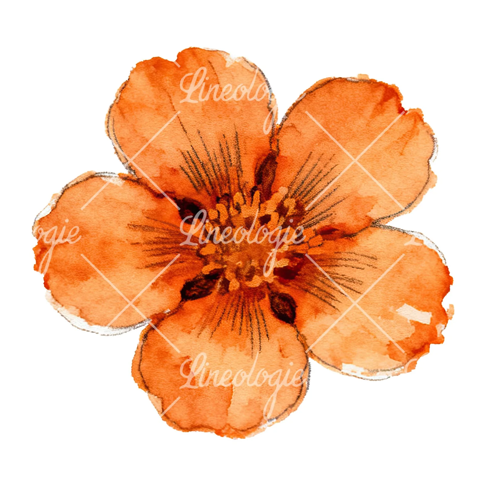 Watercolor orange blossom with marigold clipart 8 of 9 on a white background (JPG)