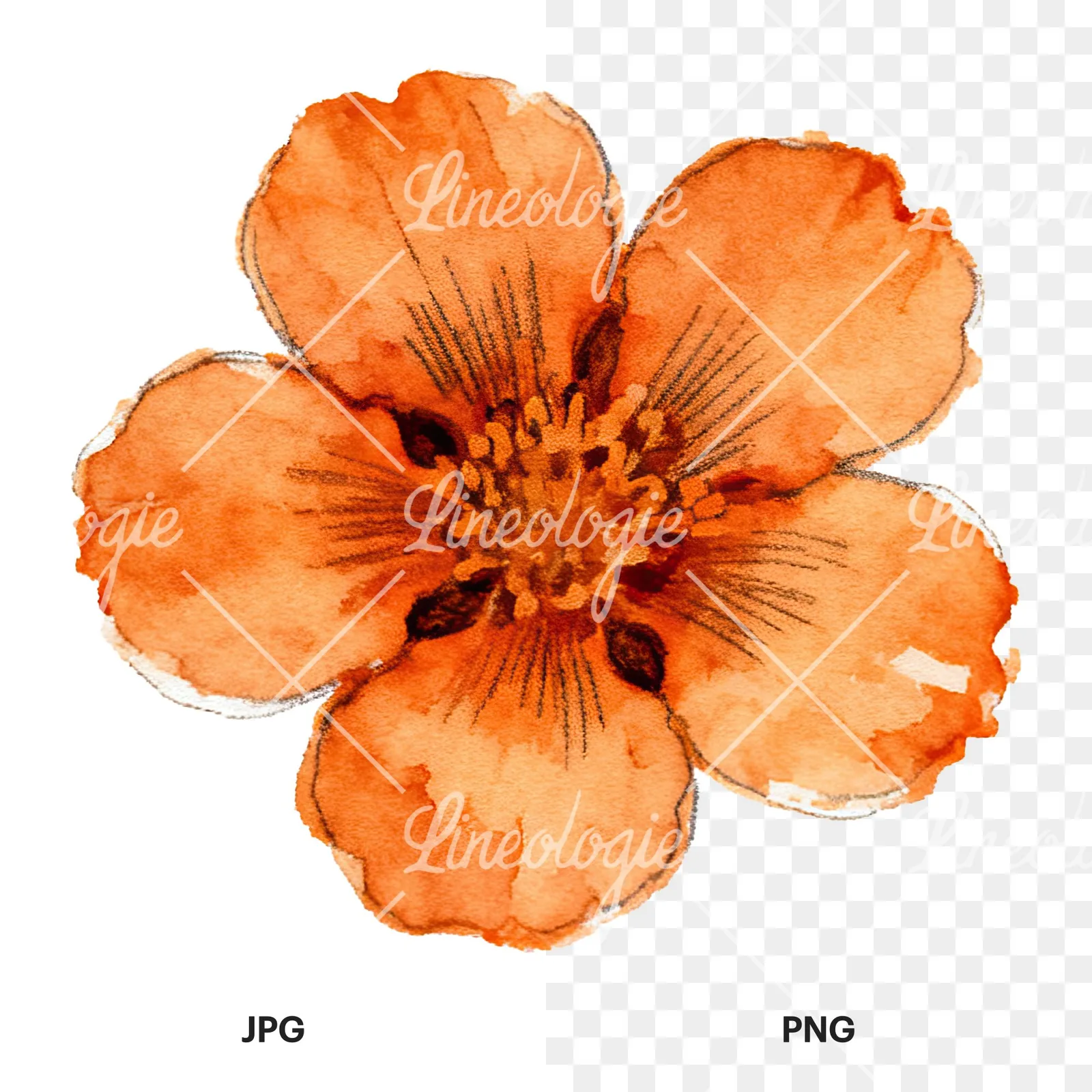 Watercolor orange blossom with marigold clipart 8 of 9, as a JPG on white and a transparent PNG